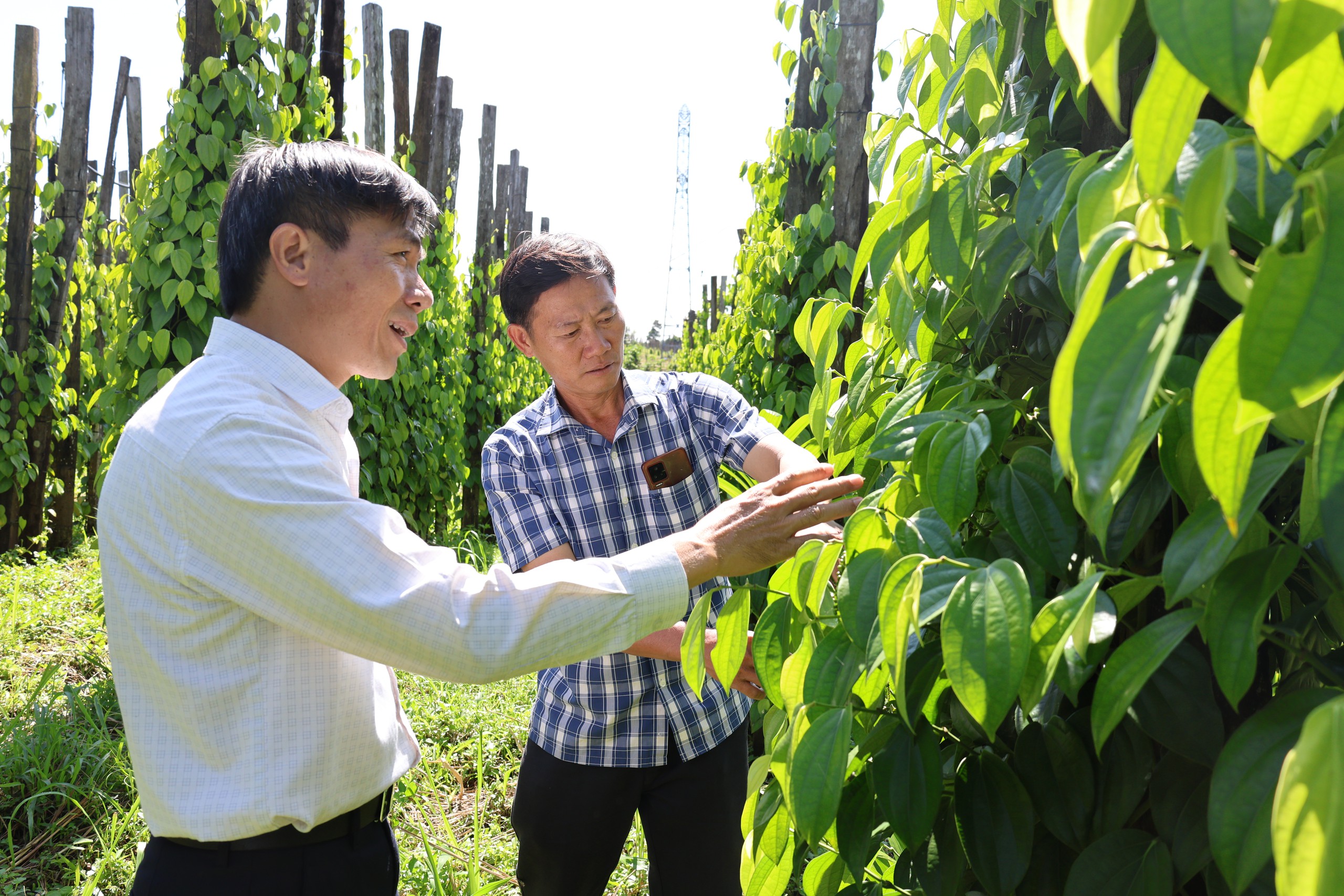 Gặp 'cha đẻ' của tiêu Tùng Linh và khát vọng nâng tầm thương hiệu hồ tiêu Việt - Ảnh 9.