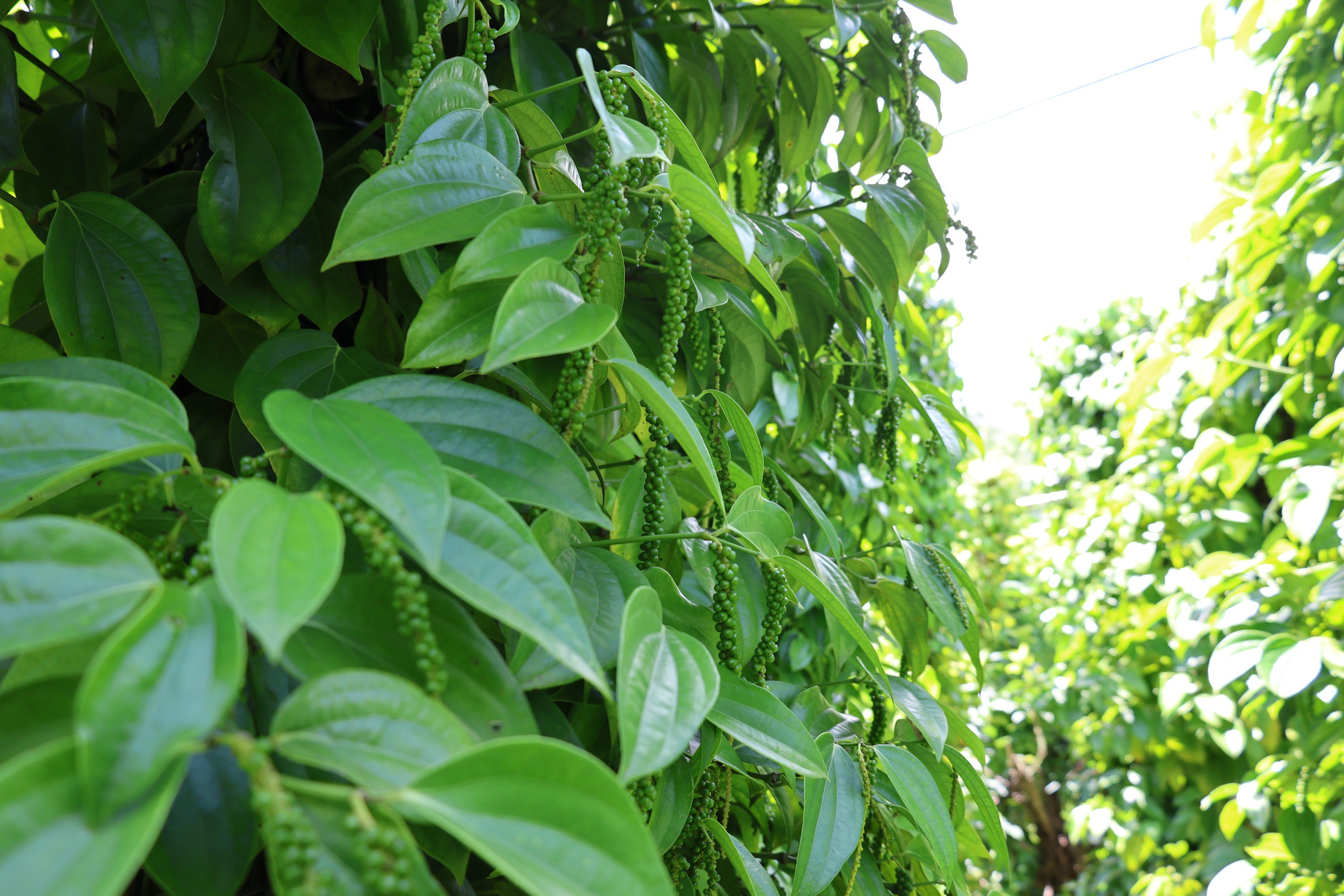 Gặp 'cha đẻ' của tiêu Tùng Linh và khát vọng nâng tầm thương hiệu hồ tiêu Việt - Ảnh 4.