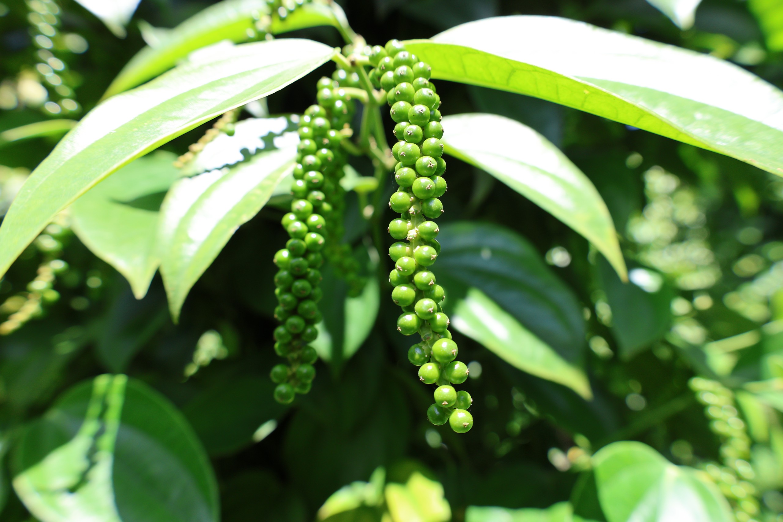Gặp 'cha đẻ' của tiêu Tùng Linh và khát vọng nâng tầm thương hiệu hồ tiêu Việt - Ảnh 5.