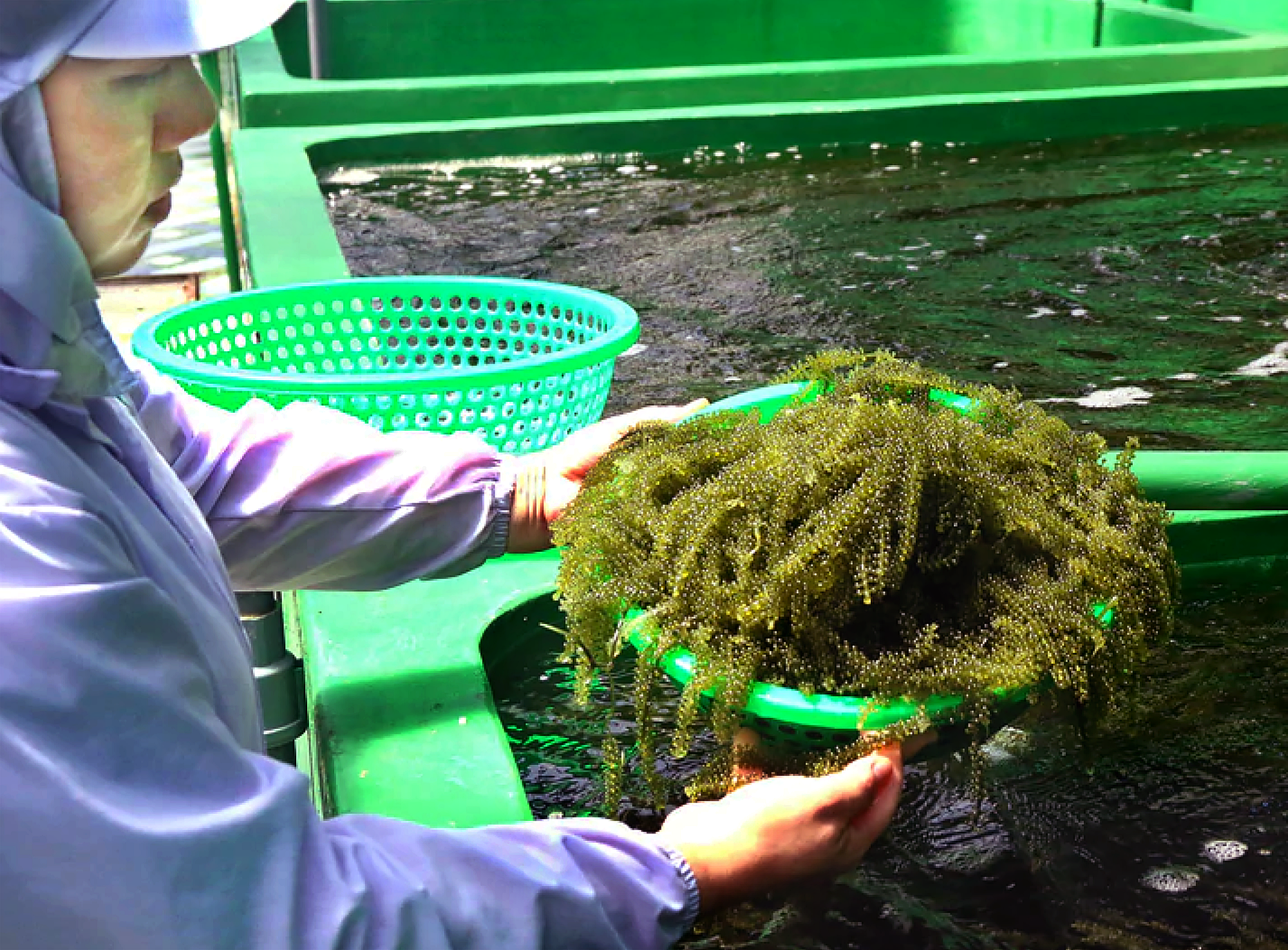 Giá cả đầu ngày: Rong nho 200.000 đồng/kg, cá linh giảm còn vài chục ngàn, dừa sáp loại ngon lên 180.000 đồng/trái - Ảnh 2.