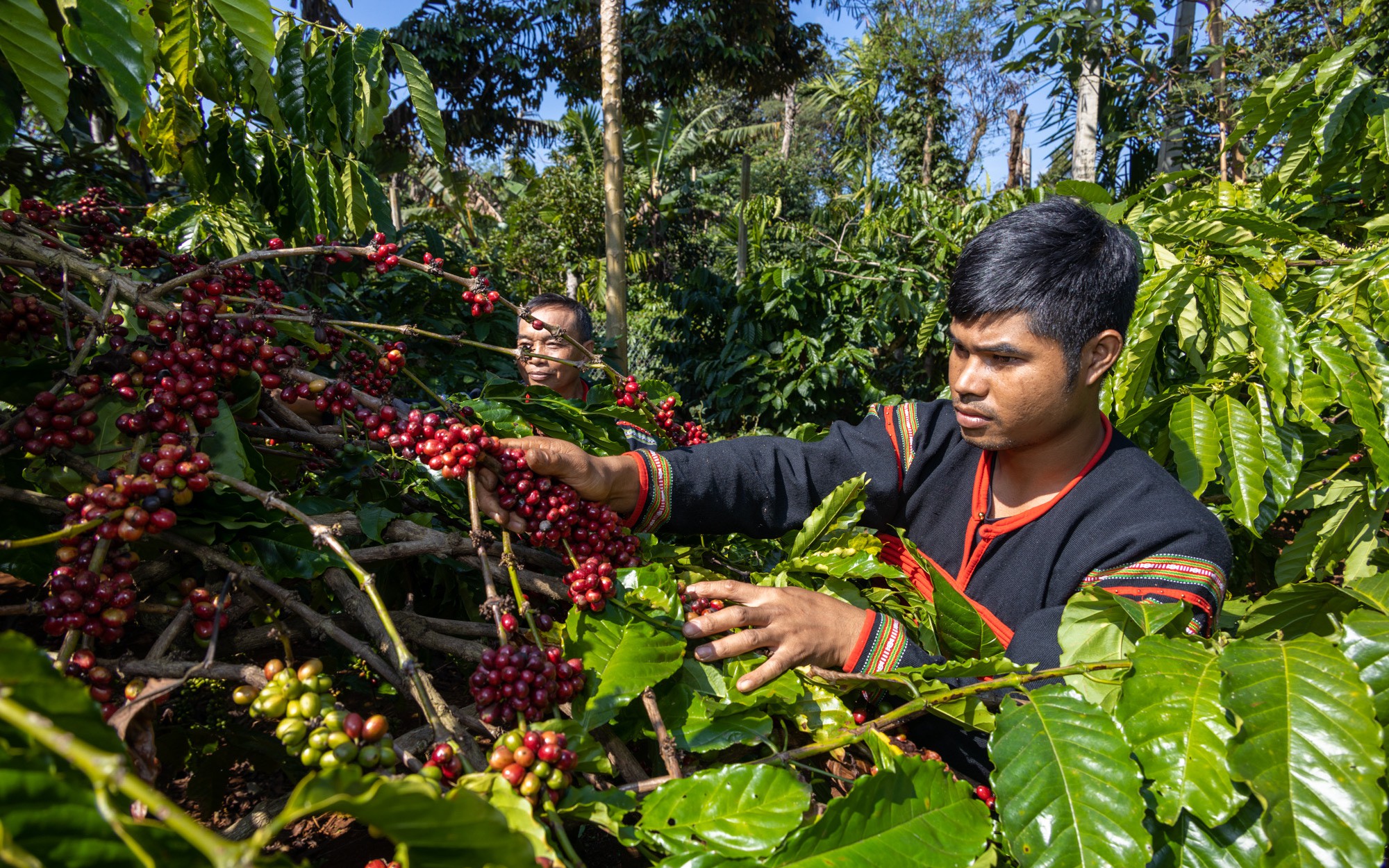 Vietnamese Robusta needs consistent quality before stronger branding - Ảnh 2.