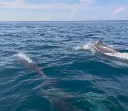 Nearly 1,000 dolphins spotted swimming off Vietnam’s Phu Quy Island - Ảnh 1.