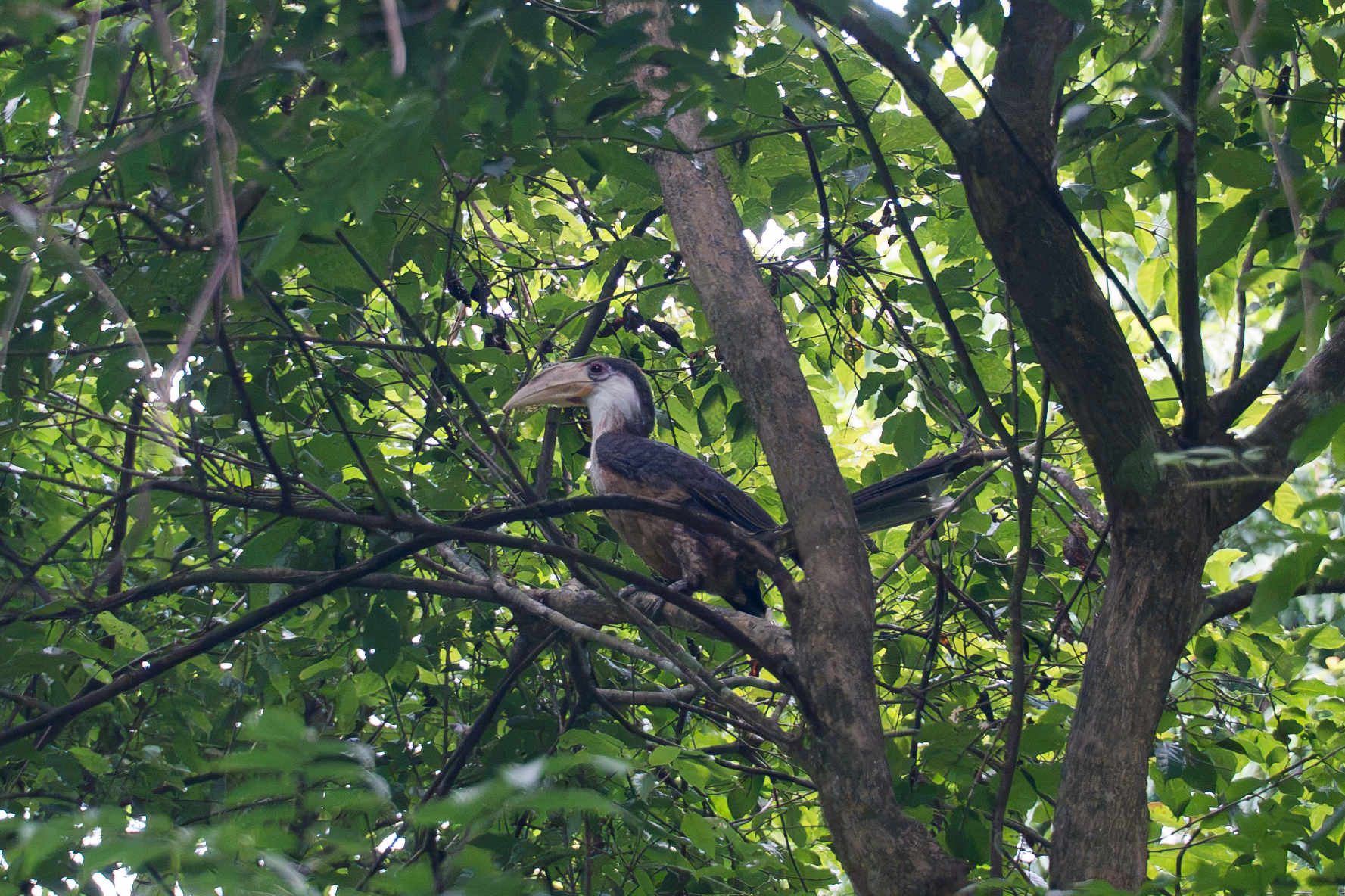 Fauna De Java Dezessete animais selvagens retornaram ao seu 'lar' na floresta de ...