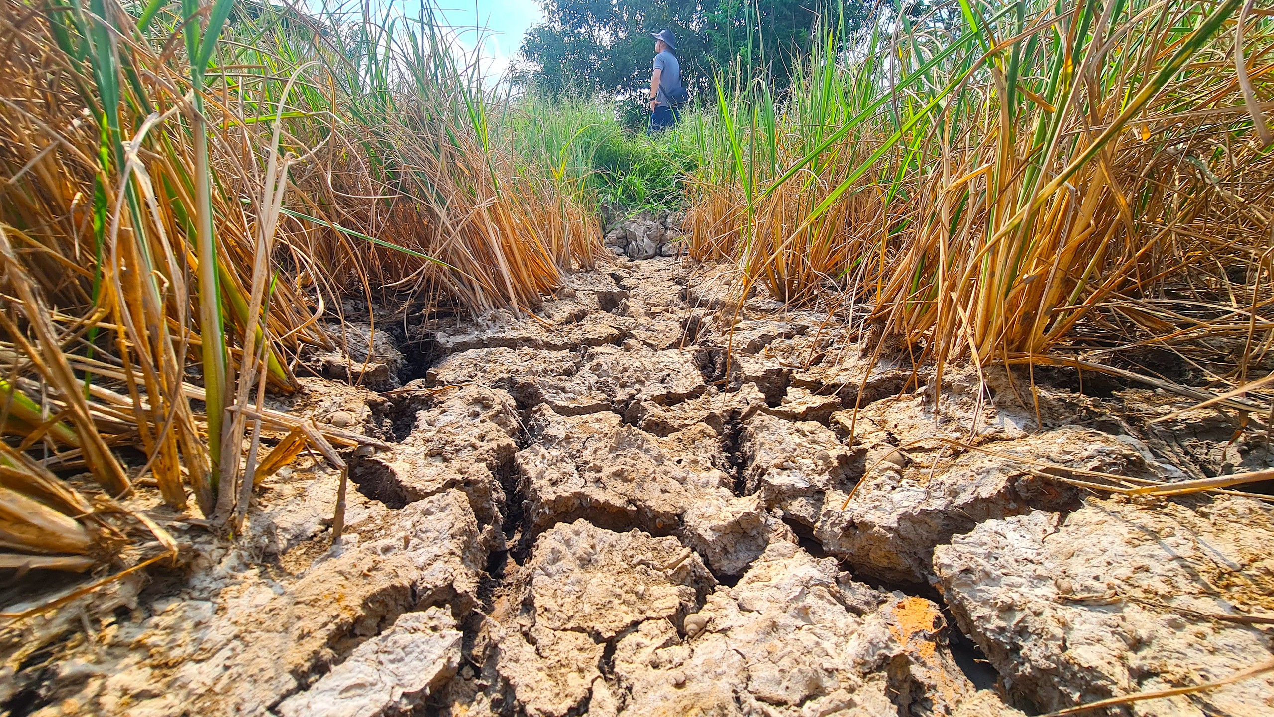 El Nino 2026 cường độ mạnh đe dọa Nam Bộ và kịch bản ứng phó hạn mặn - Ảnh 1.