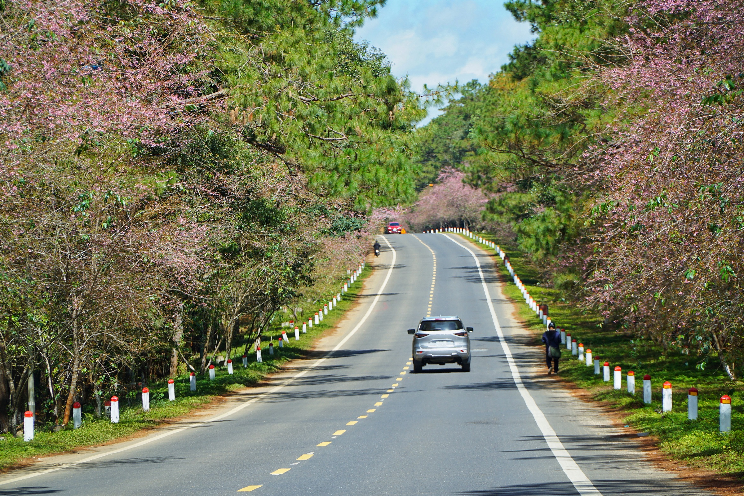 măng đen - Ảnh 3.