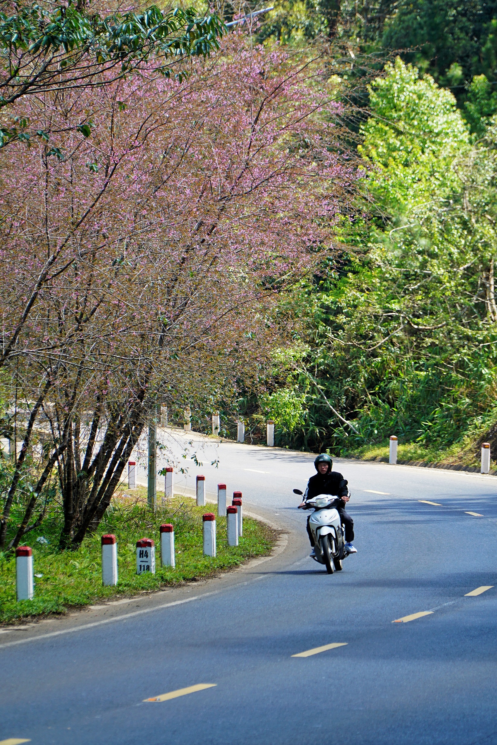 Mai anh đào nhuộm hồng Măng Đen trước thềm Tết Nguyên đán - Ảnh 12.