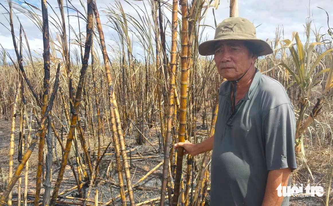 ruộng mía - Ảnh 1.