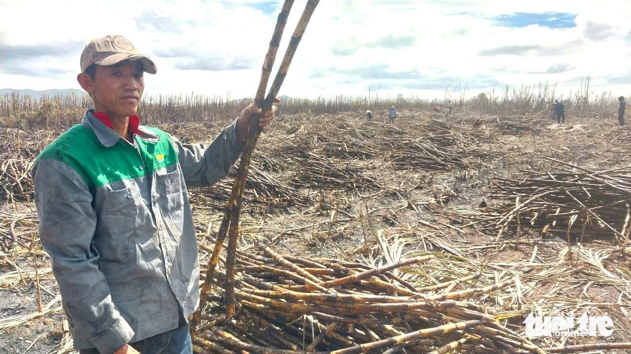 ruộng mía - Ảnh 3.