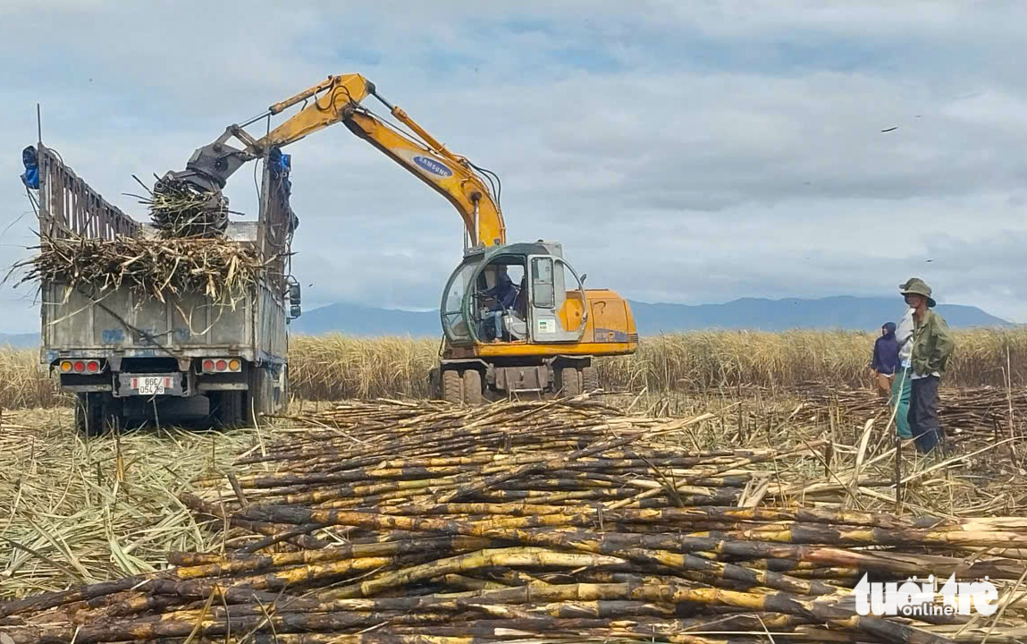 ruộng mía - Ảnh 5.