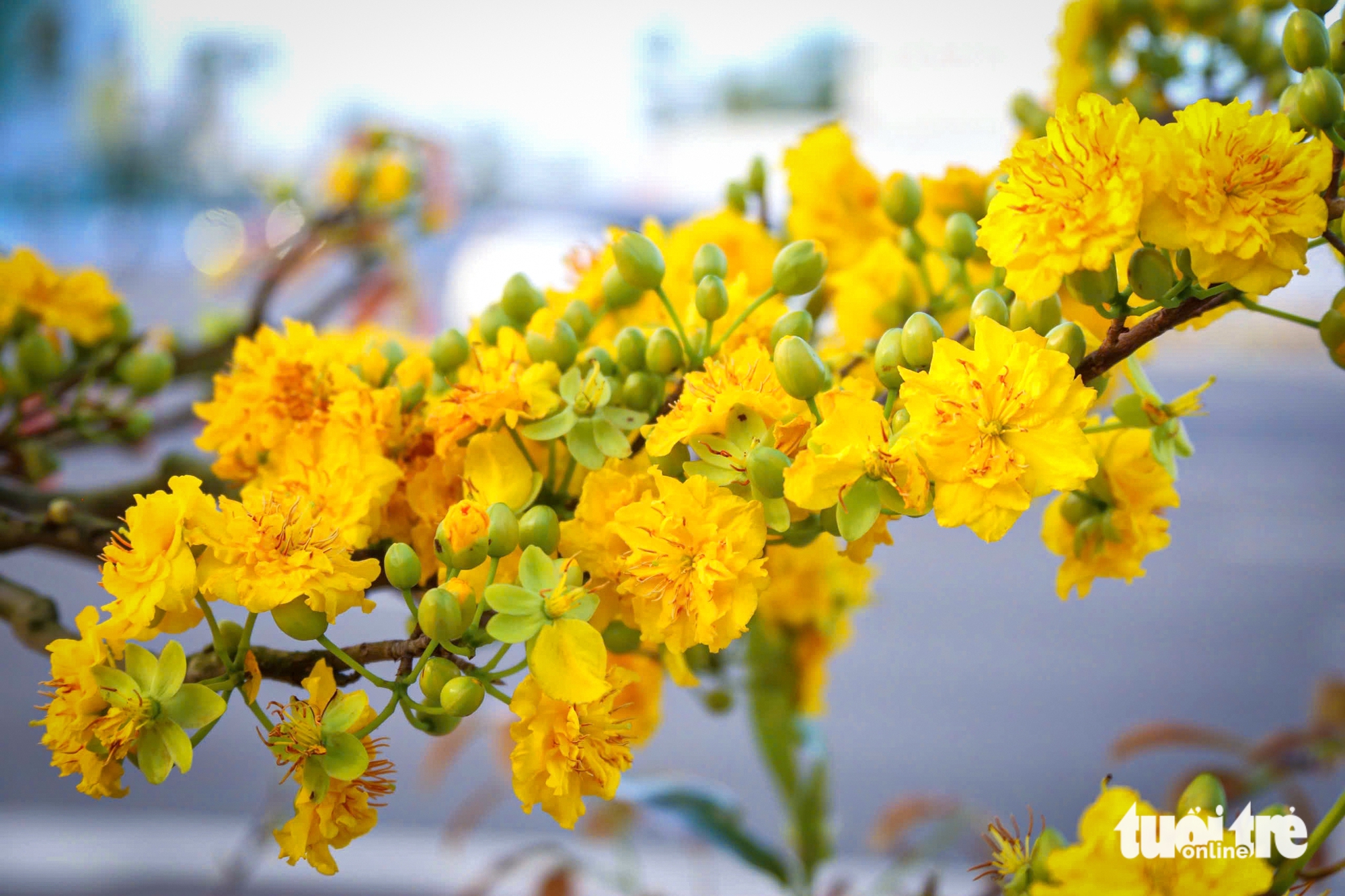 Đà Nẵng - Ảnh 4.