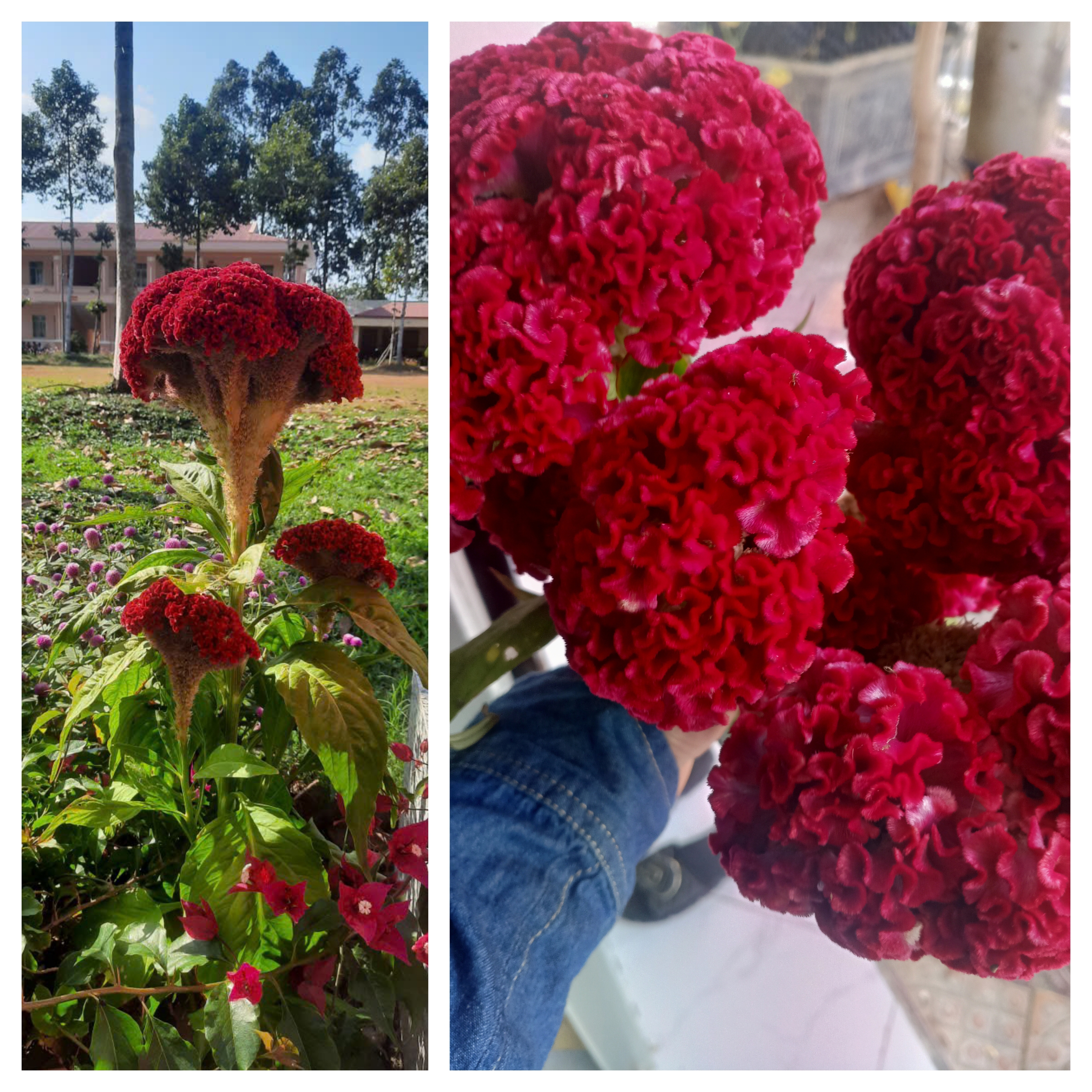 20 năm qua tôi đều nhận được chậu hoa mào gà lung linh dịp Tết - Ảnh 1.