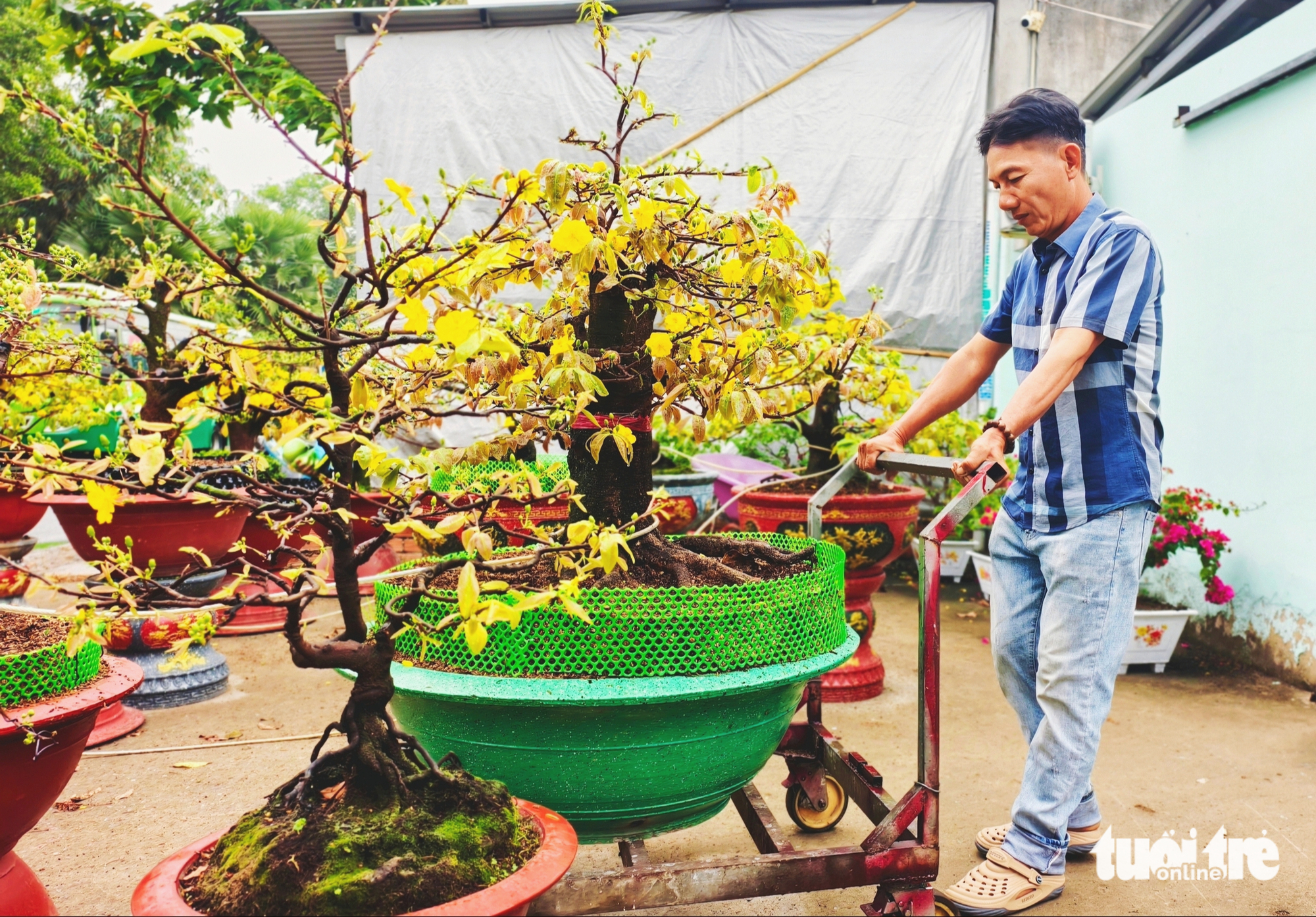 mai vàng - Ảnh 1.