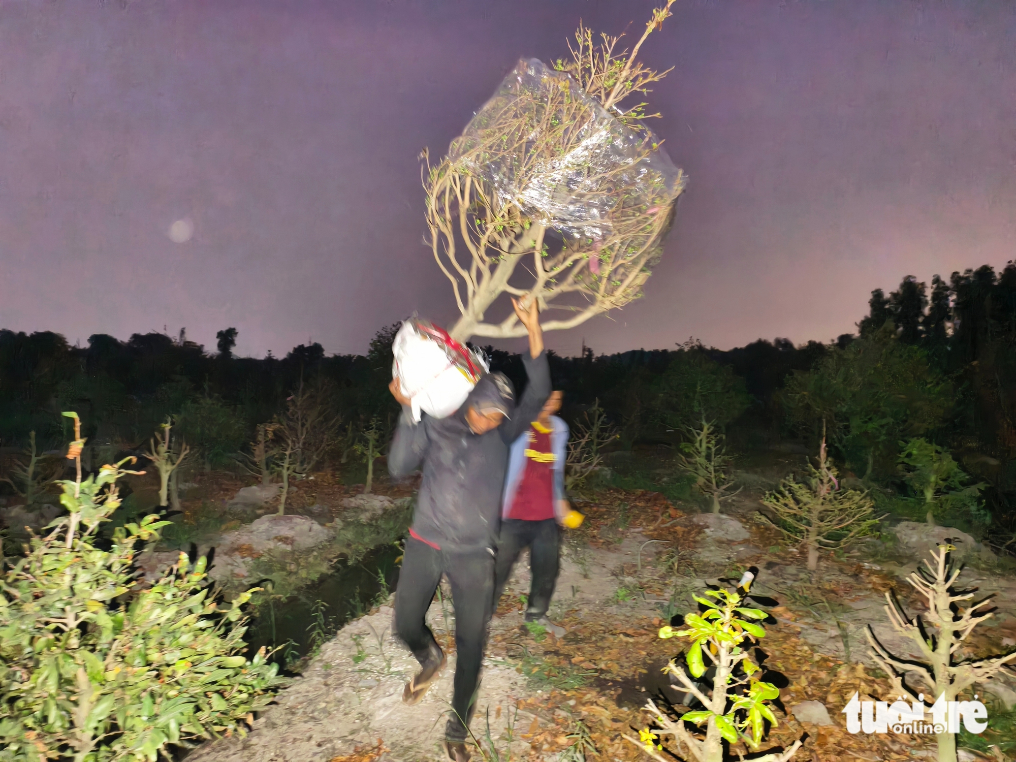 mai vàng - Ảnh 9.