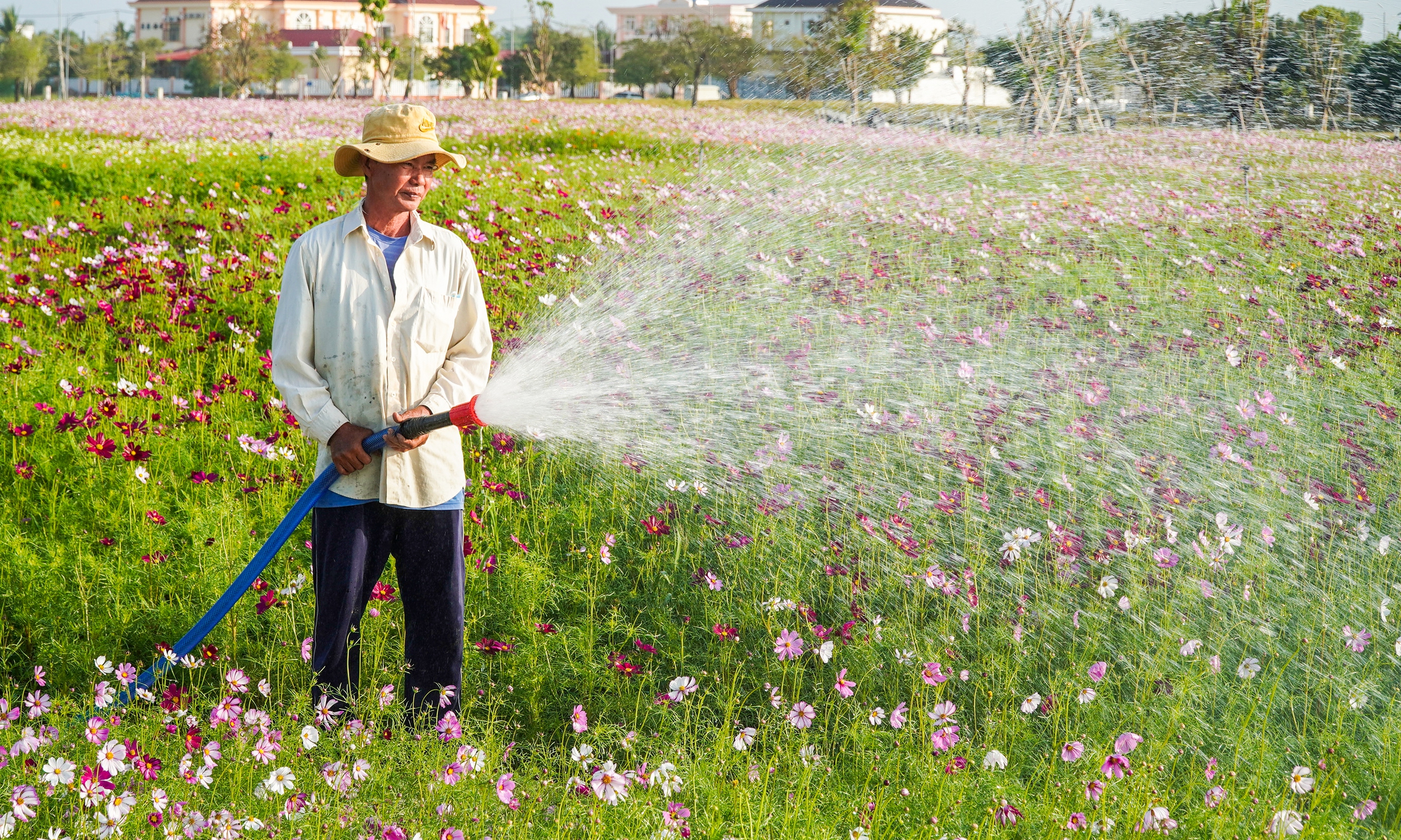 vườn hoa - Ảnh 3.
