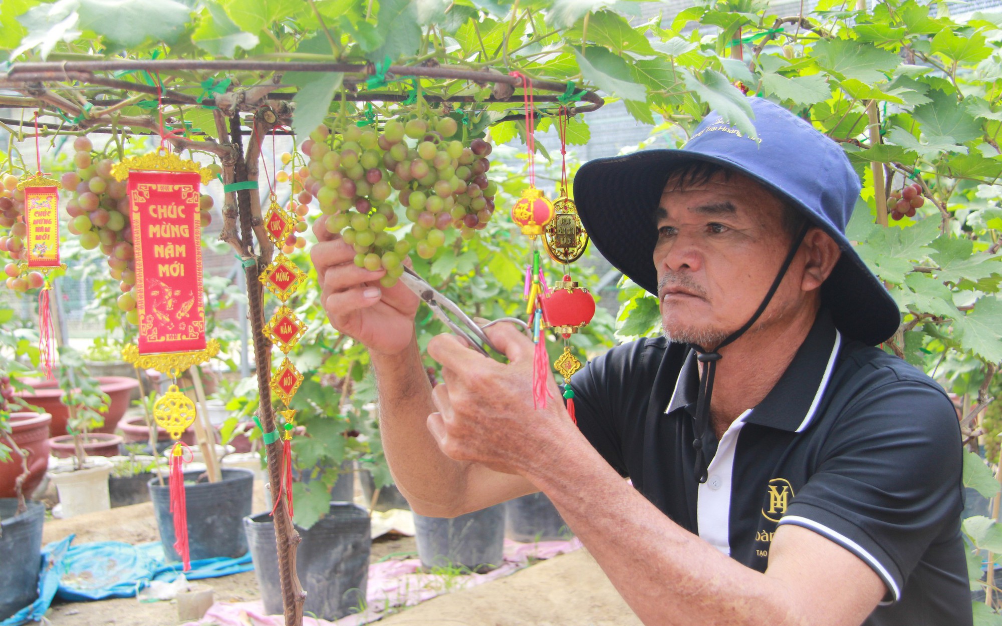 Nho Cảnh Ninh Thuận 'Cháy Hàng' Dịp Tết, Giá Cao Vẫn Hút Khách