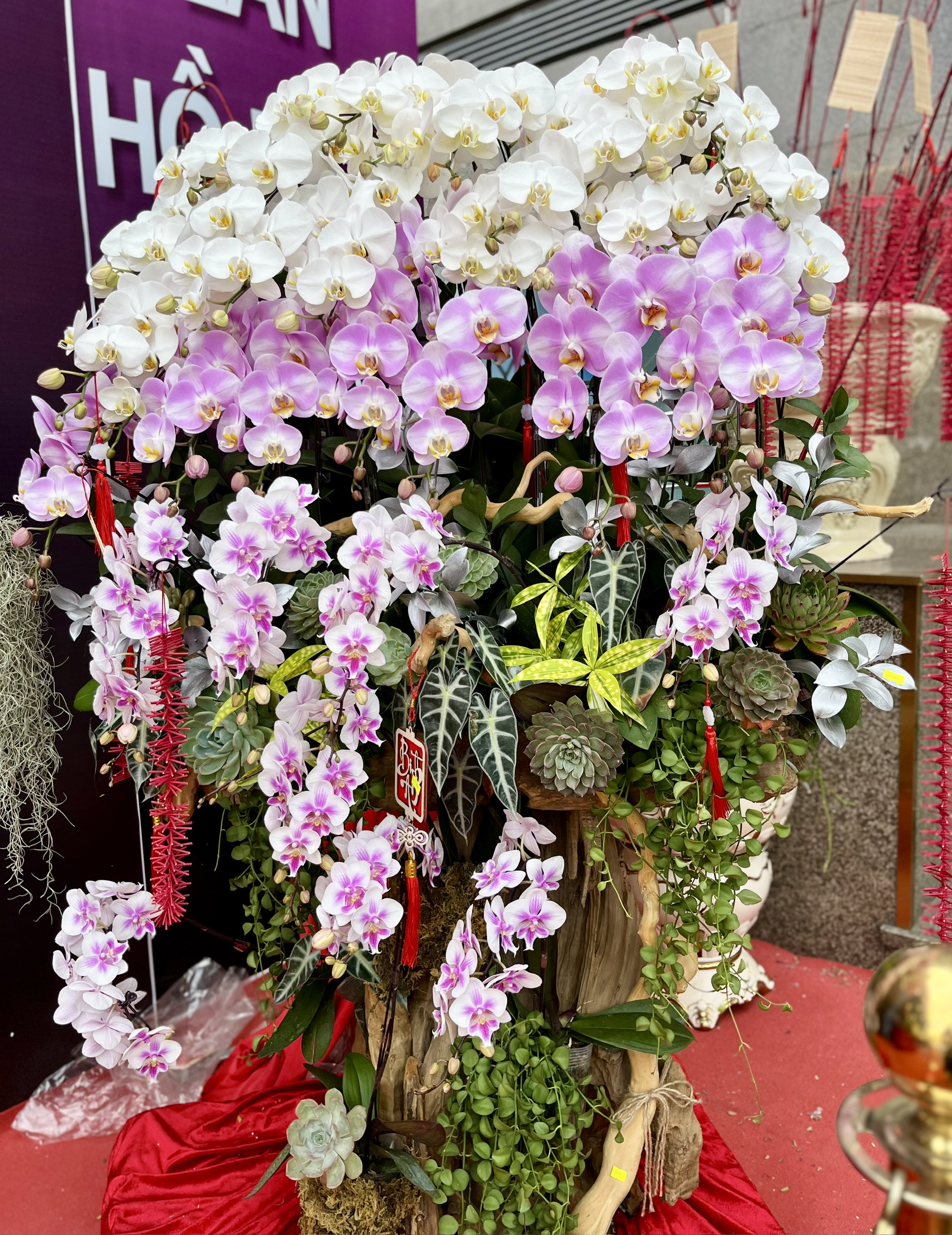 lan hồ điệp - Ảnh 3.