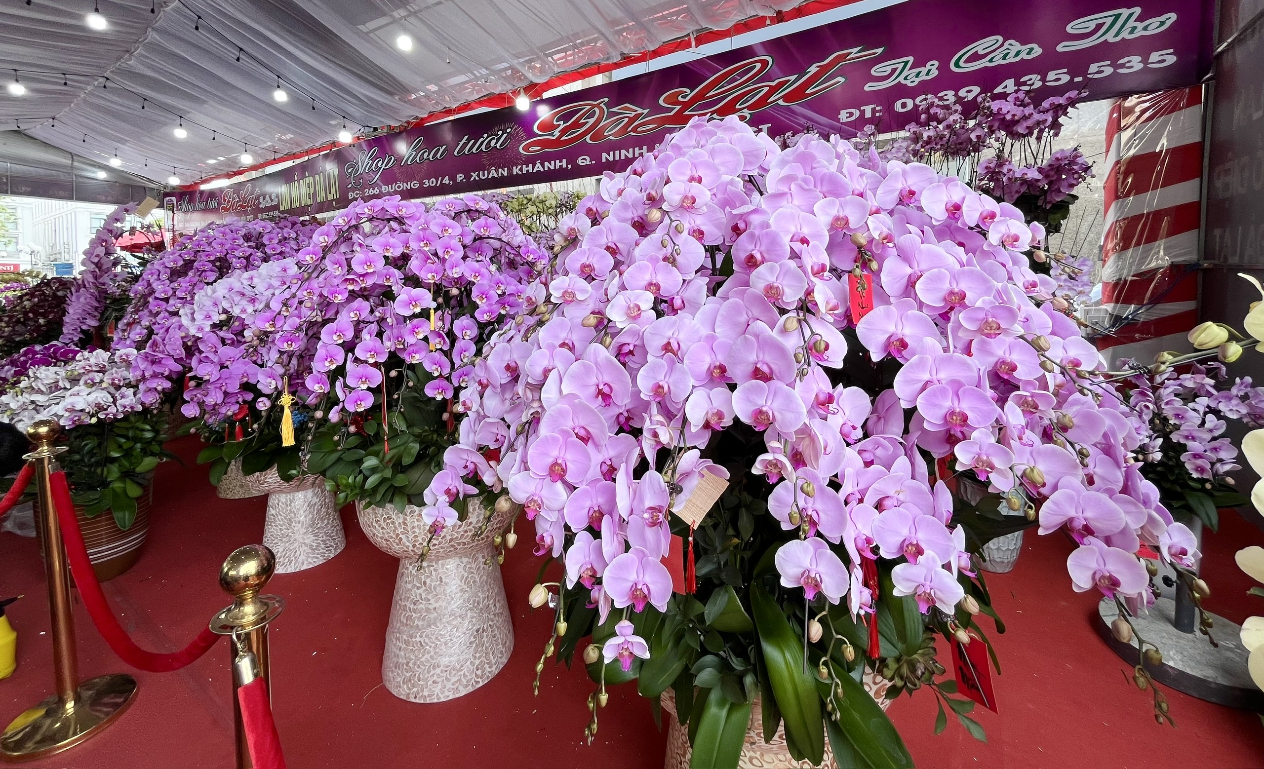 Từ cao nguyên xuống miền sông nước: lan hồ điệp ‘khủng’ nhuộm sắc xuân Cần Thơ - Ảnh 1.