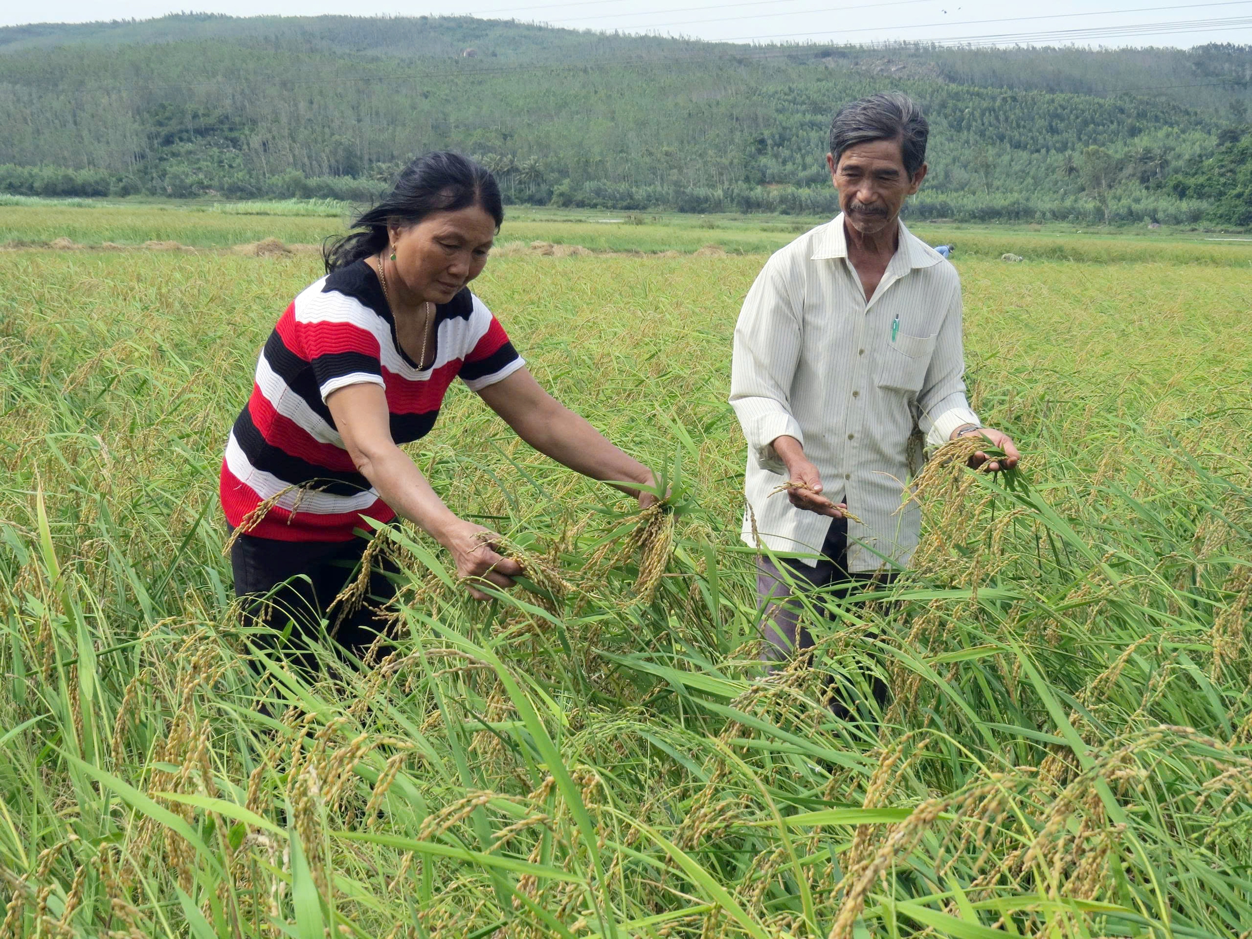 nếp ngự Sa Huỳnh - Ảnh 1.
