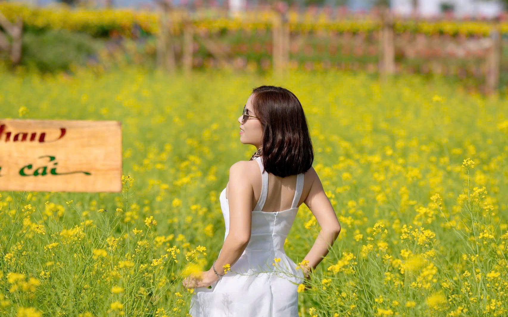 Cánh Đồng Hoa Phú Mỹ: 'Tây Bắc Thu Nhỏ' Giữa Lòng Đô Thị Quảng Ngãi