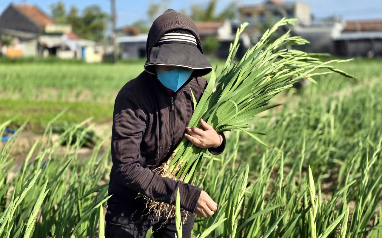 Nông dân Ngọc Lãng vượt lũ, thu hoạch hoa lay ơn đúng dịp Tết