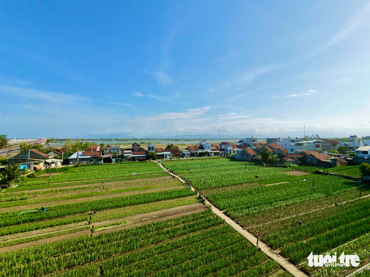 hoa Tết - Ảnh 5.