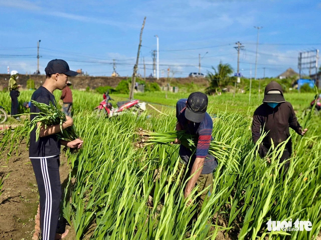 hoa Tết - Ảnh 1.