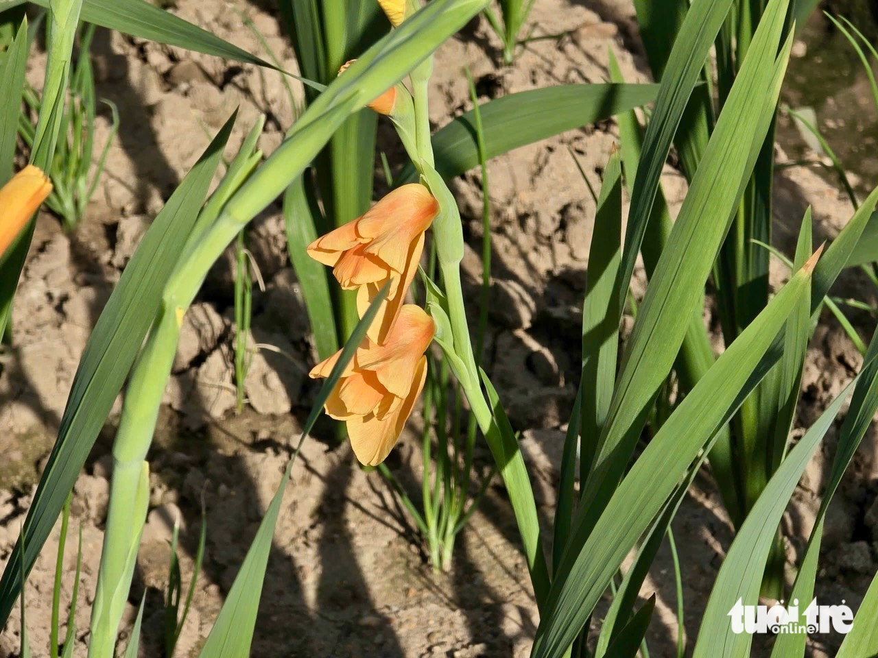 hoa Tết - Ảnh 6.