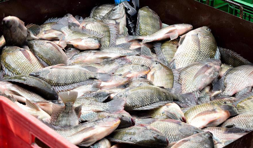 cá rô phi - Ảnh 1.