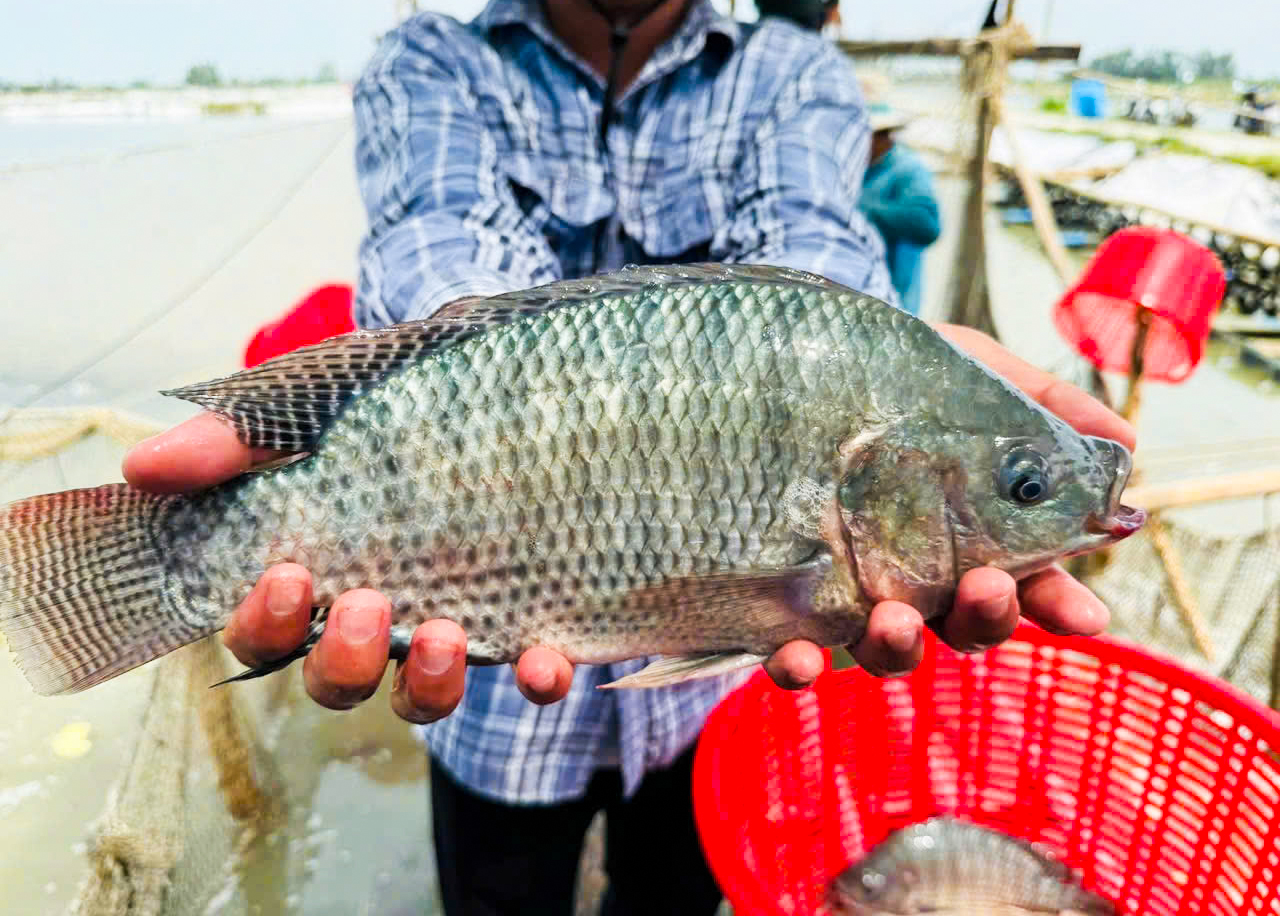 Một loài cá dễ nuôi, giàu dinh dưỡng, bán qua Mỹ, Brazil thu về trăm triệu USD - Ảnh 1.