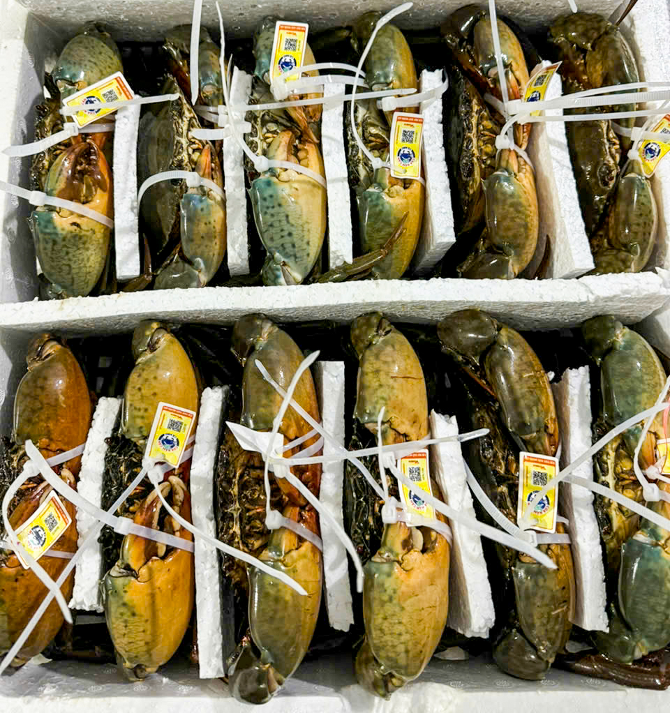 Giá Cua Cà Mau Vọt Lên 1,1 Triệu Đồng/kg, Tạo Động Lực Cho Ngư Dân Vùng Biển