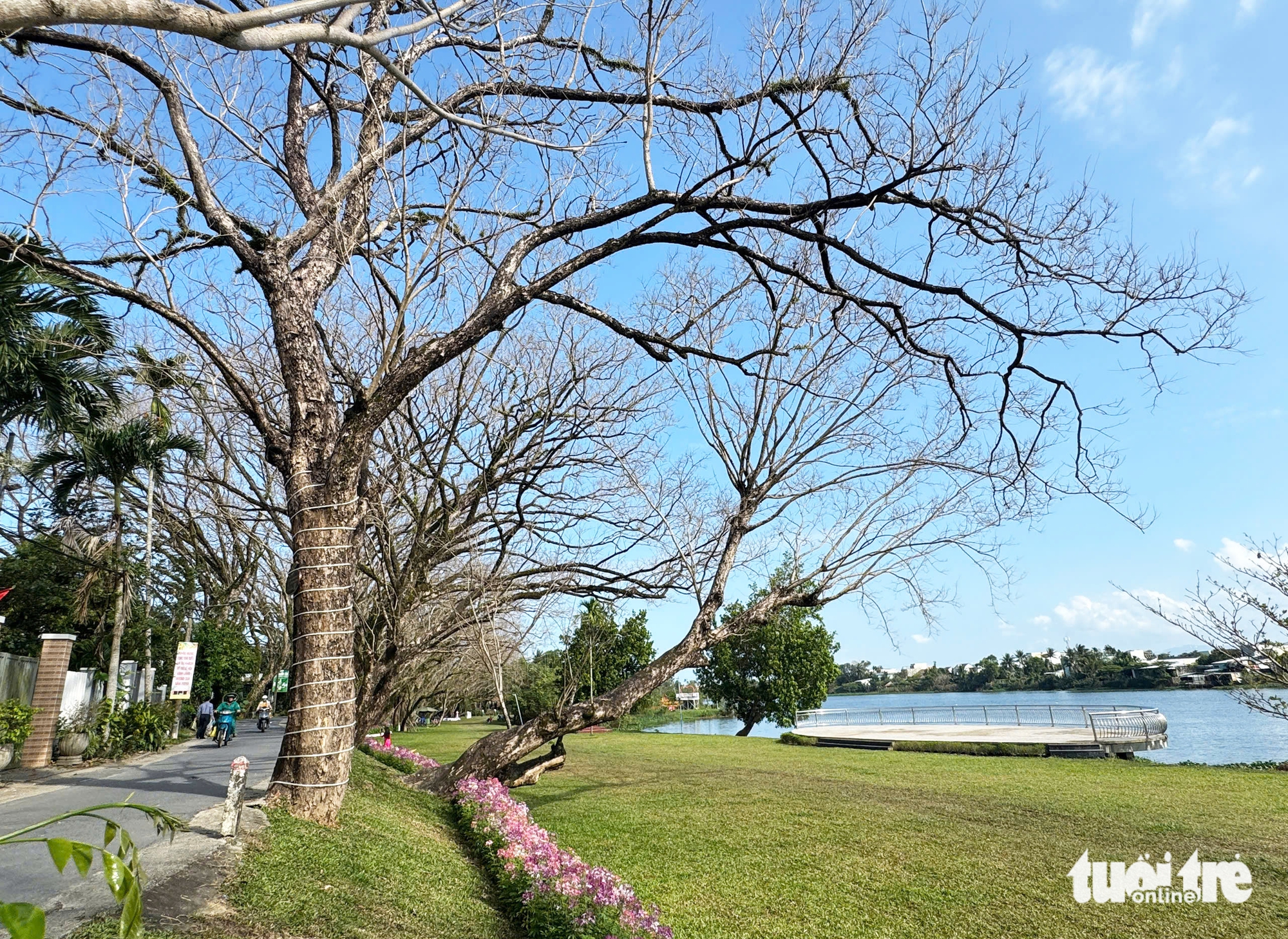 sưa cổ thụ - Ảnh 1.