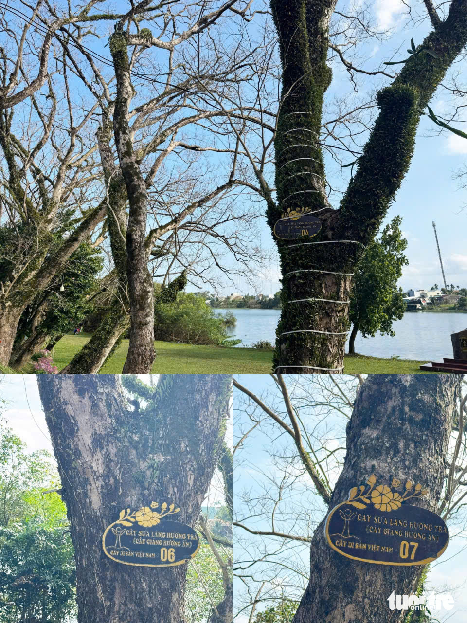 Vẻ đẹp của vườn sưa vàng cổ thụ mùa trụi lá bên sông Tam Kỳ ngày cận Tết - Ảnh 4.