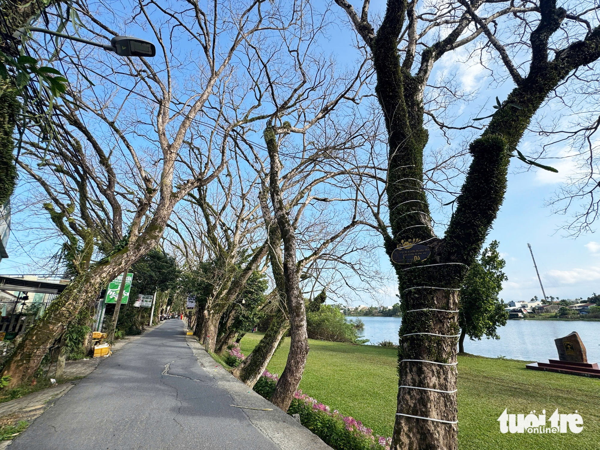 sưa cổ thụ - Ảnh 4.