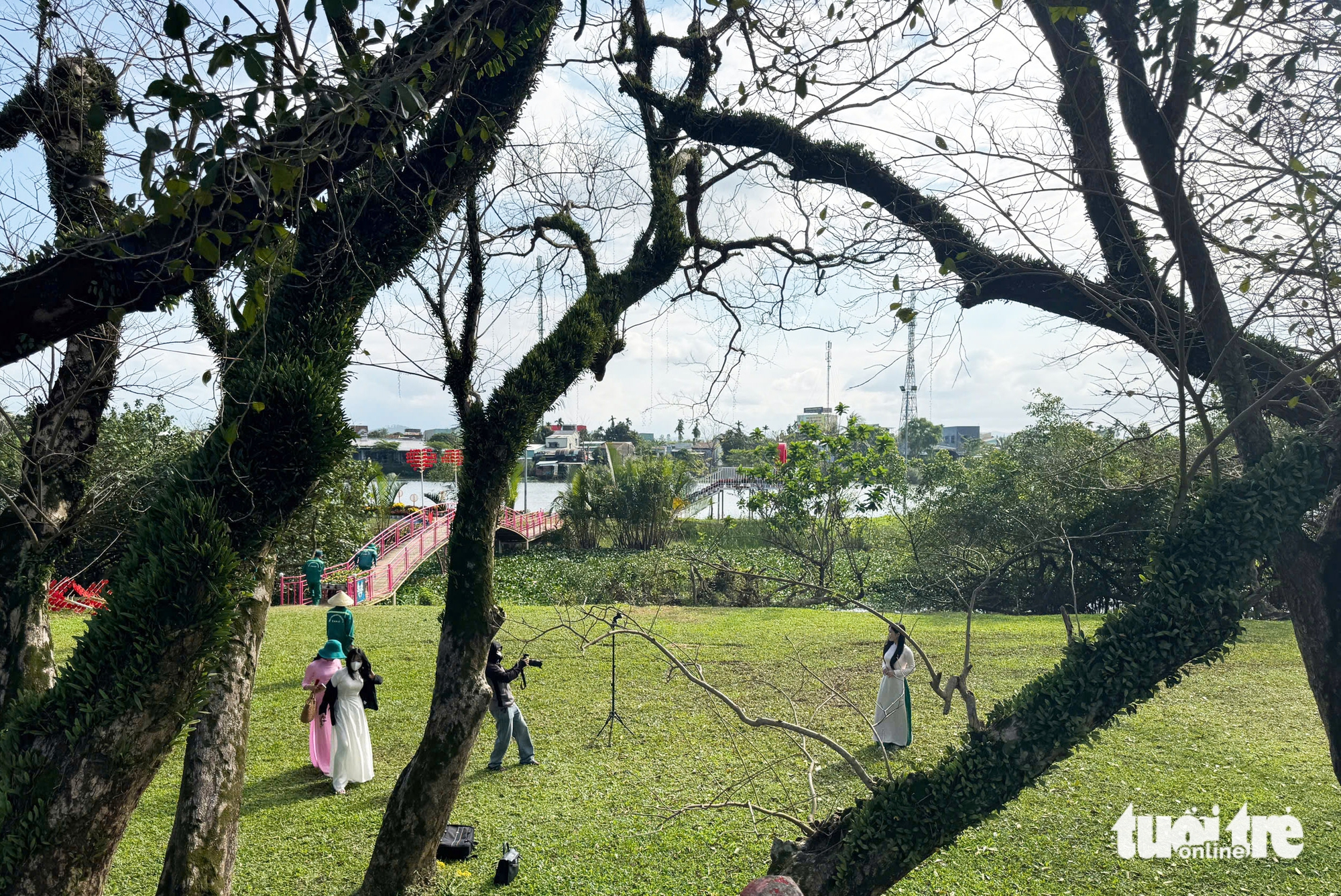 sưa cổ thụ - Ảnh 5.