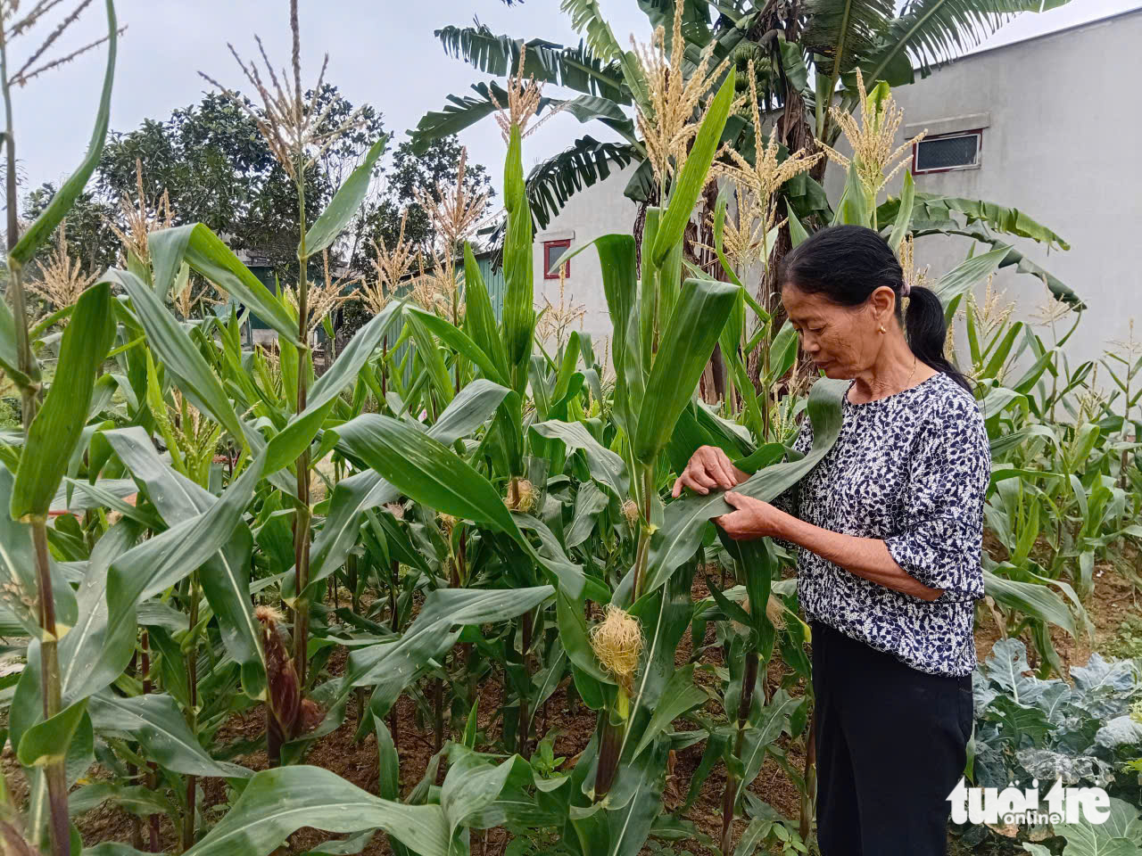 Hồi sinh ở vùng quê hạ du Kẻ Gỗ, nơi một năm hai lần bị ngập lụt - Ảnh 4.