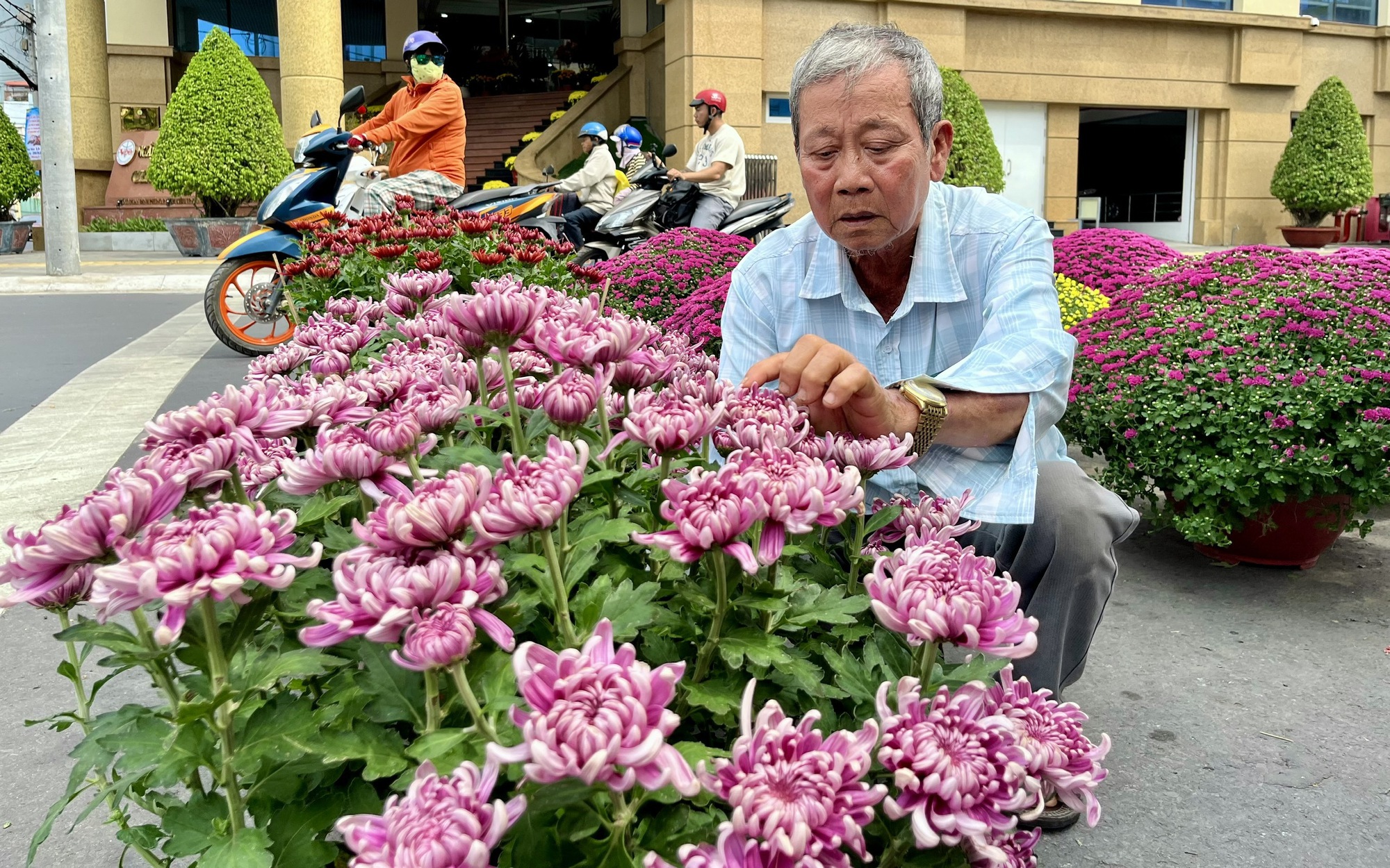 Cúc Hồng Ngọc Và Hồng Nhung Làm Bừng Sáng Thị Trường Hoa Tết Miền Tây