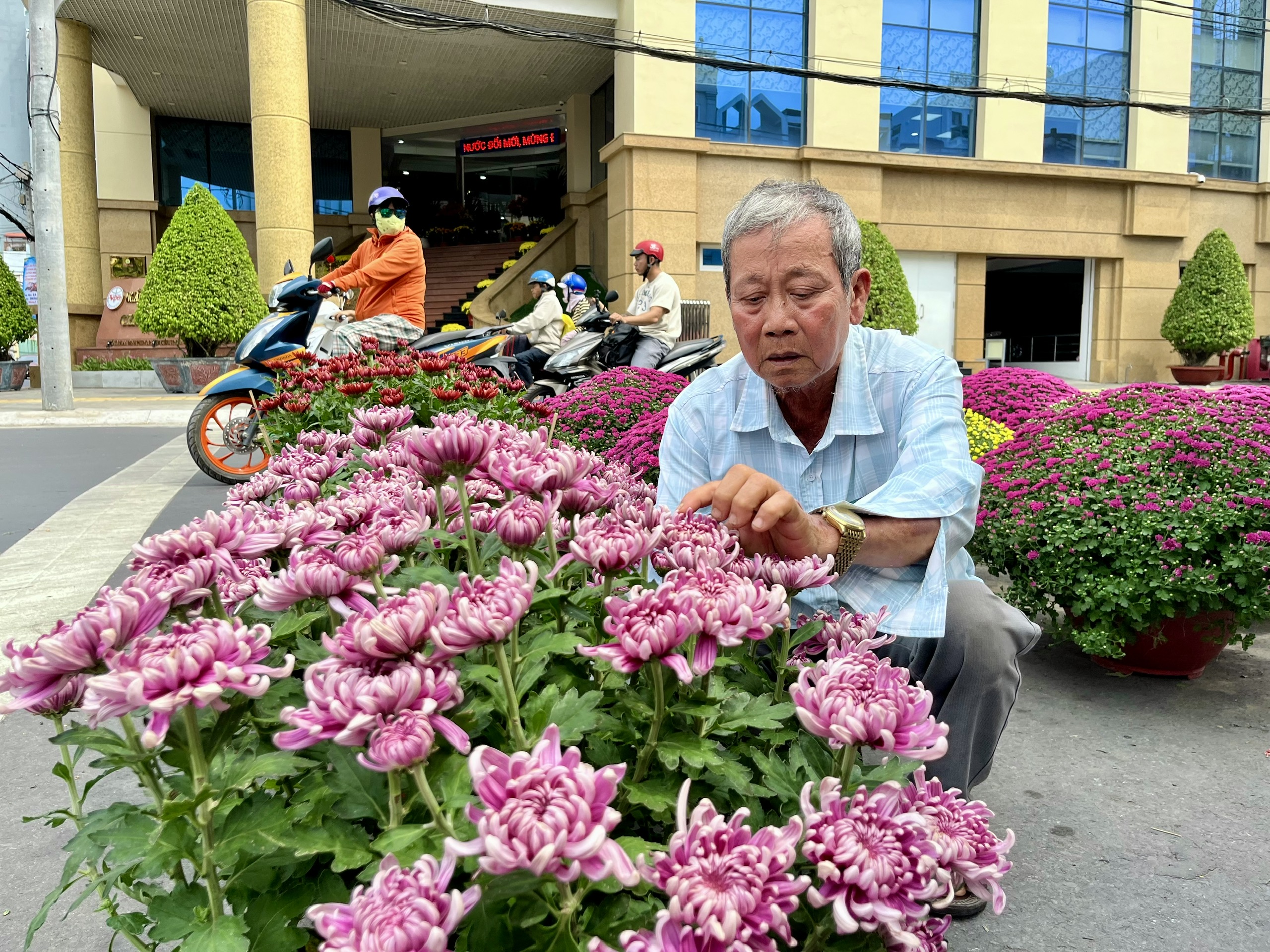 Cúc hồng ngọc, cúc hồng nhung ‘trình làng’ chợ hoa Tết Cần Thơ - Ảnh 2.