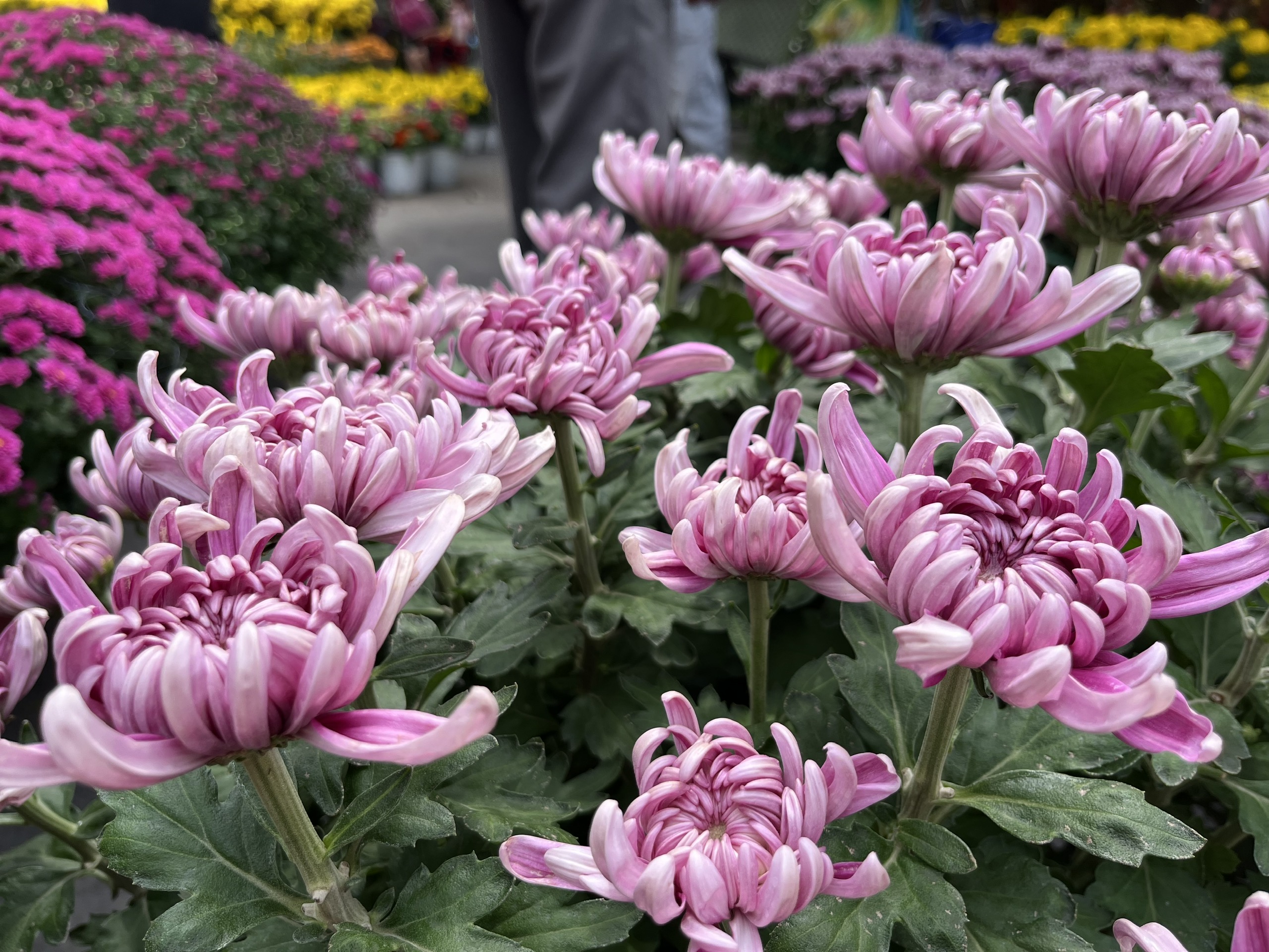 chợ hoa - Ảnh 1.