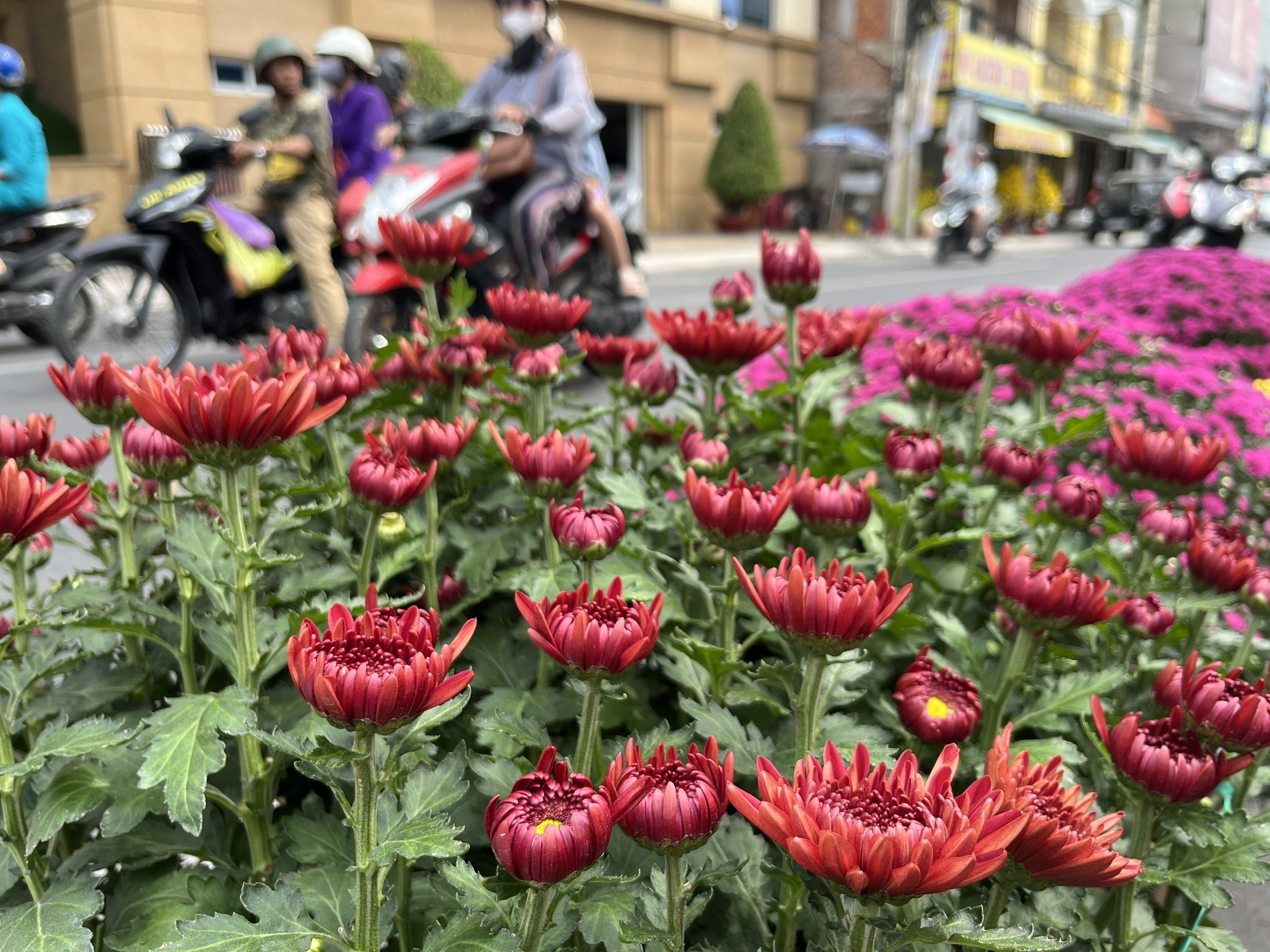 Cúc hồng ngọc, cúc hồng nhung ‘trình làng’ chợ hoa Tết Cần Thơ - Ảnh 3.