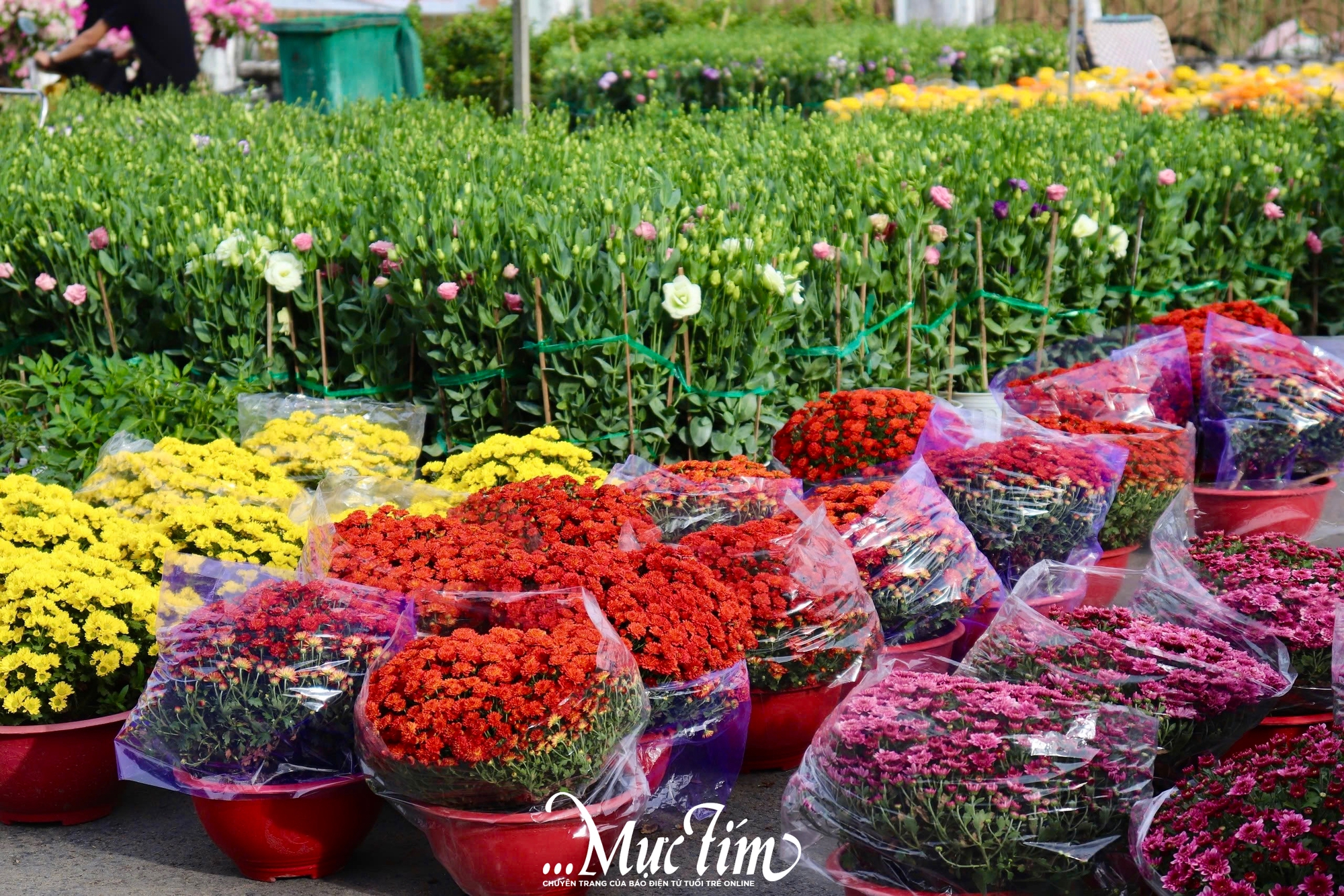 Ngập tràn sắc xuân tại chợ hoa Tết Bính Ngọ phường Ngã Bảy (TP Cần Thơ)- Ảnh 2.