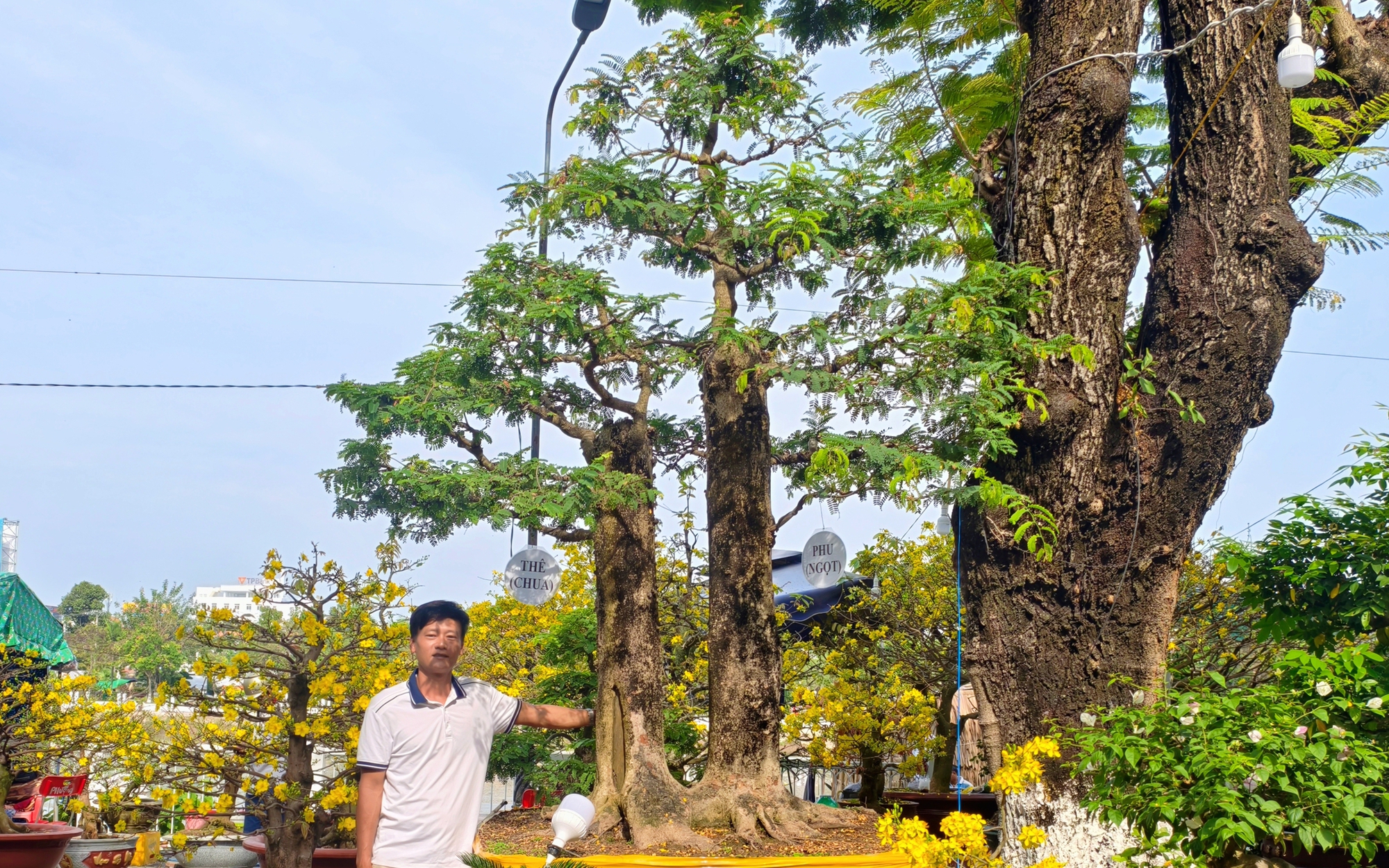 Cây me 'phu thê' độc nhất vô nhị giá trên 1 tỉ đồng gây sốt chợ hoa Tết An Giang