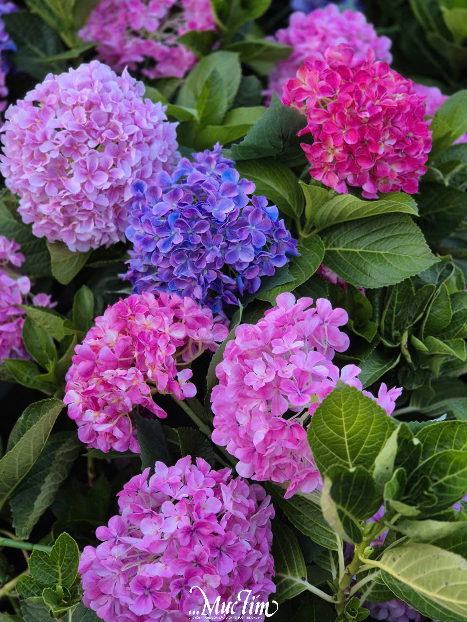 Tổng hợp các quán cà phê mở xuyên Tết tại TP.HCM dịp Tết Bính Ngọ 2026 - Ảnh 5.