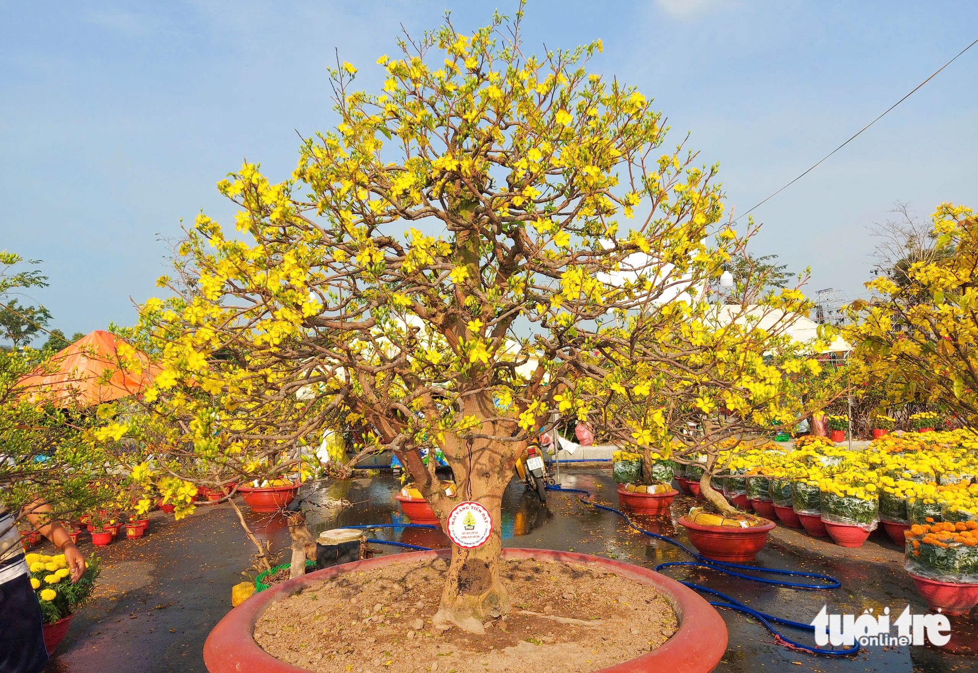 mai vàng - Ảnh 2.