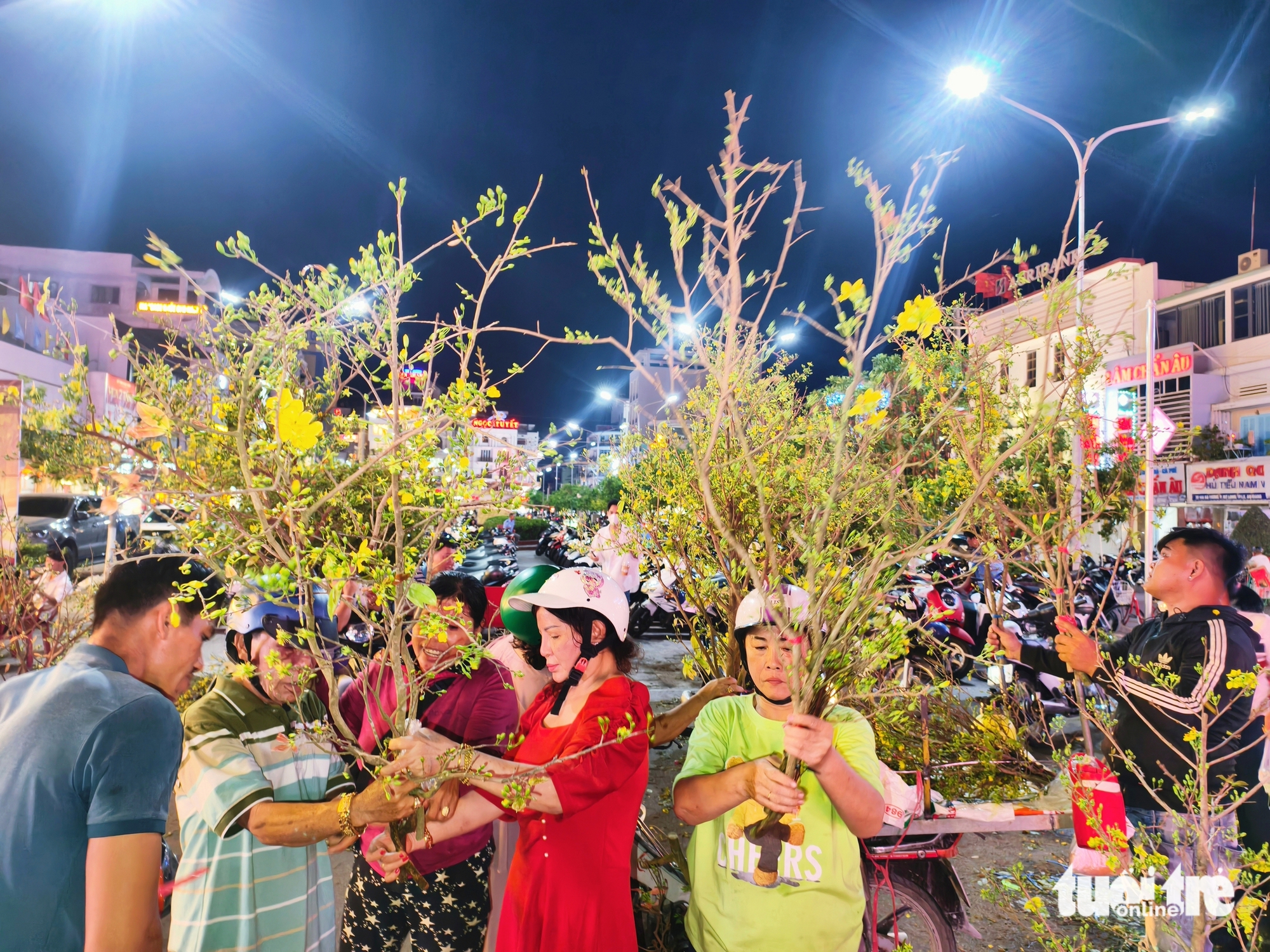 mai vàng - Ảnh 1.
