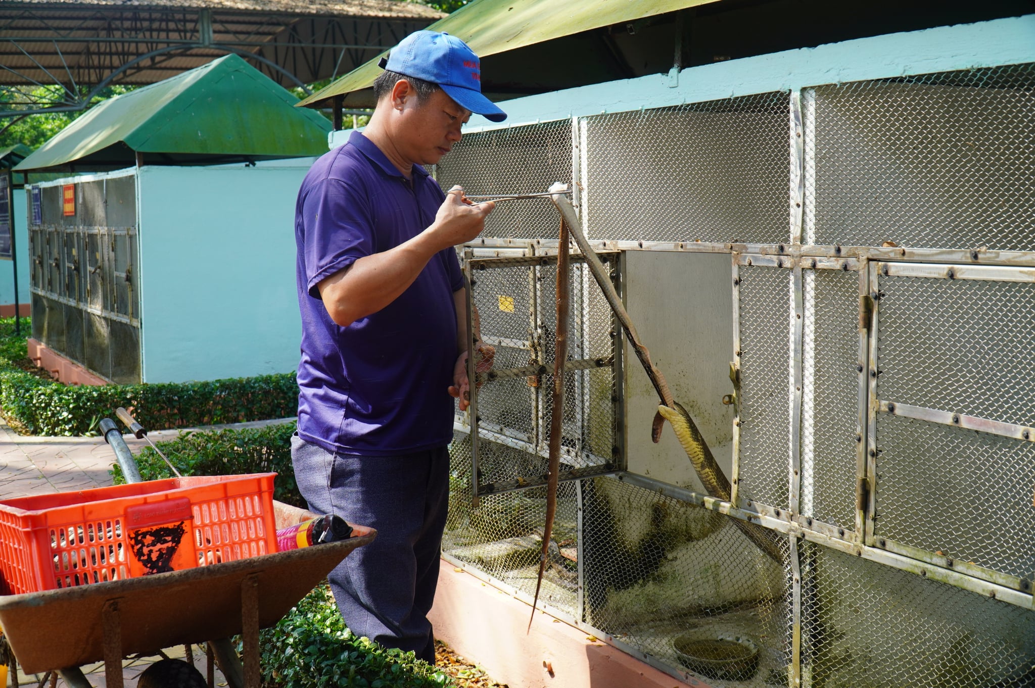 Foreign tourists embrace snakes for photos at snake farm in Vietnam’s Dong Thap - Ảnh 7.