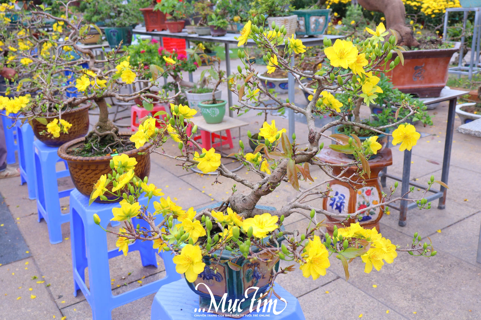 Dạo đường hoa Nguyễn Tất Thành (Gia Lai) ngày 29 Tết- Ảnh 6.