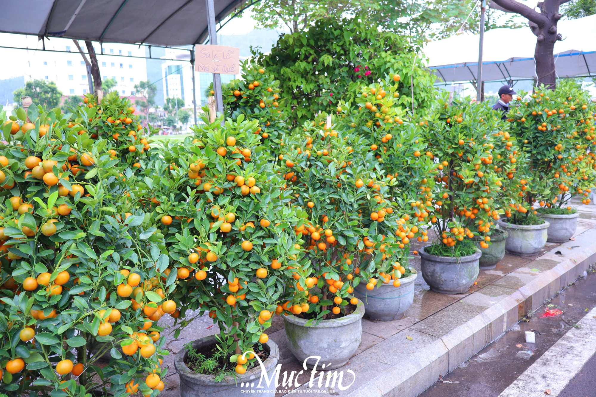 Dạo đường hoa Nguyễn Tất Thành (Gia Lai) ngày 29 Tết- Ảnh 7.