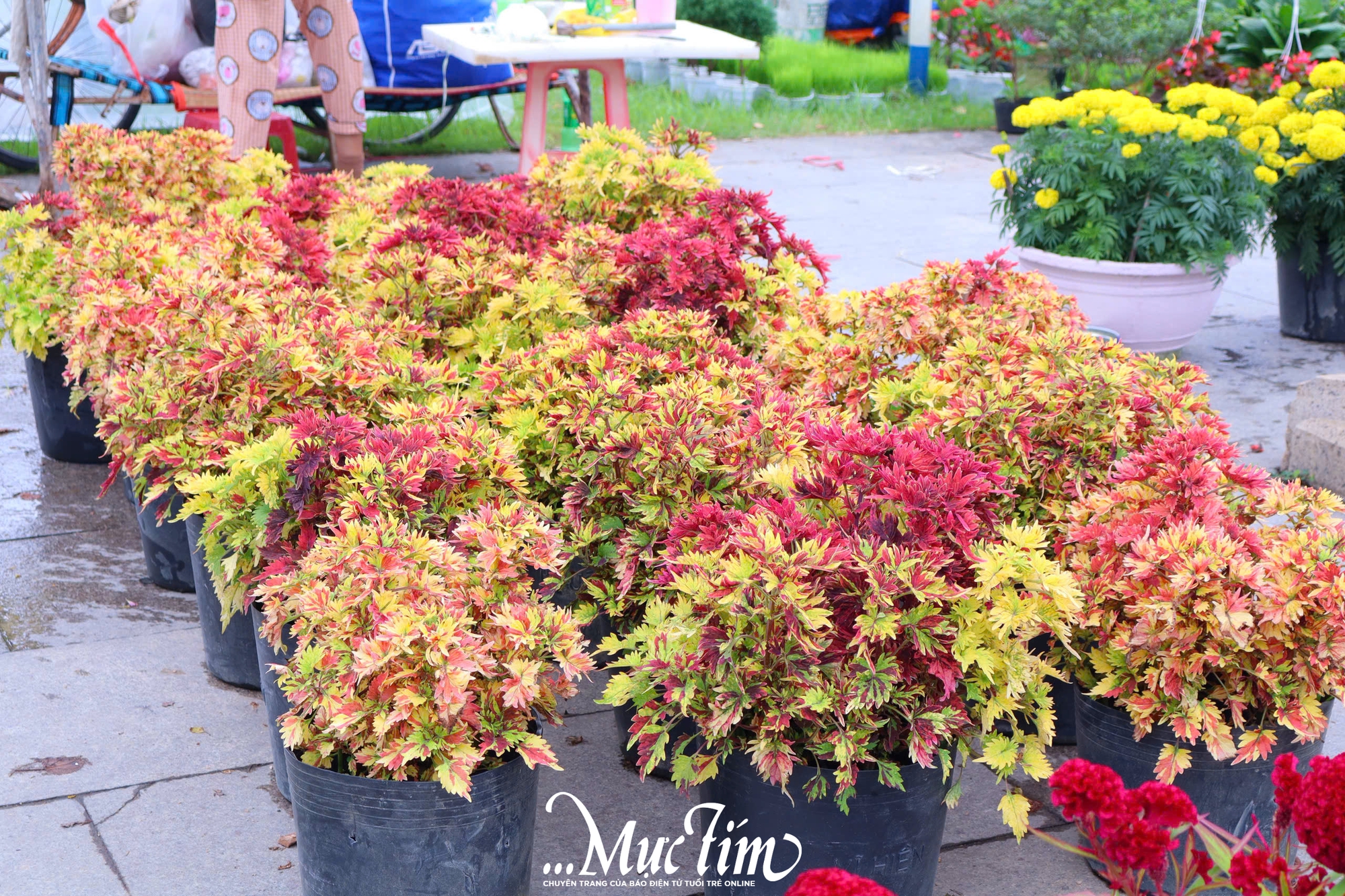 Dạo đường hoa Nguyễn Tất Thành (Gia Lai) ngày 29 Tết- Ảnh 24.