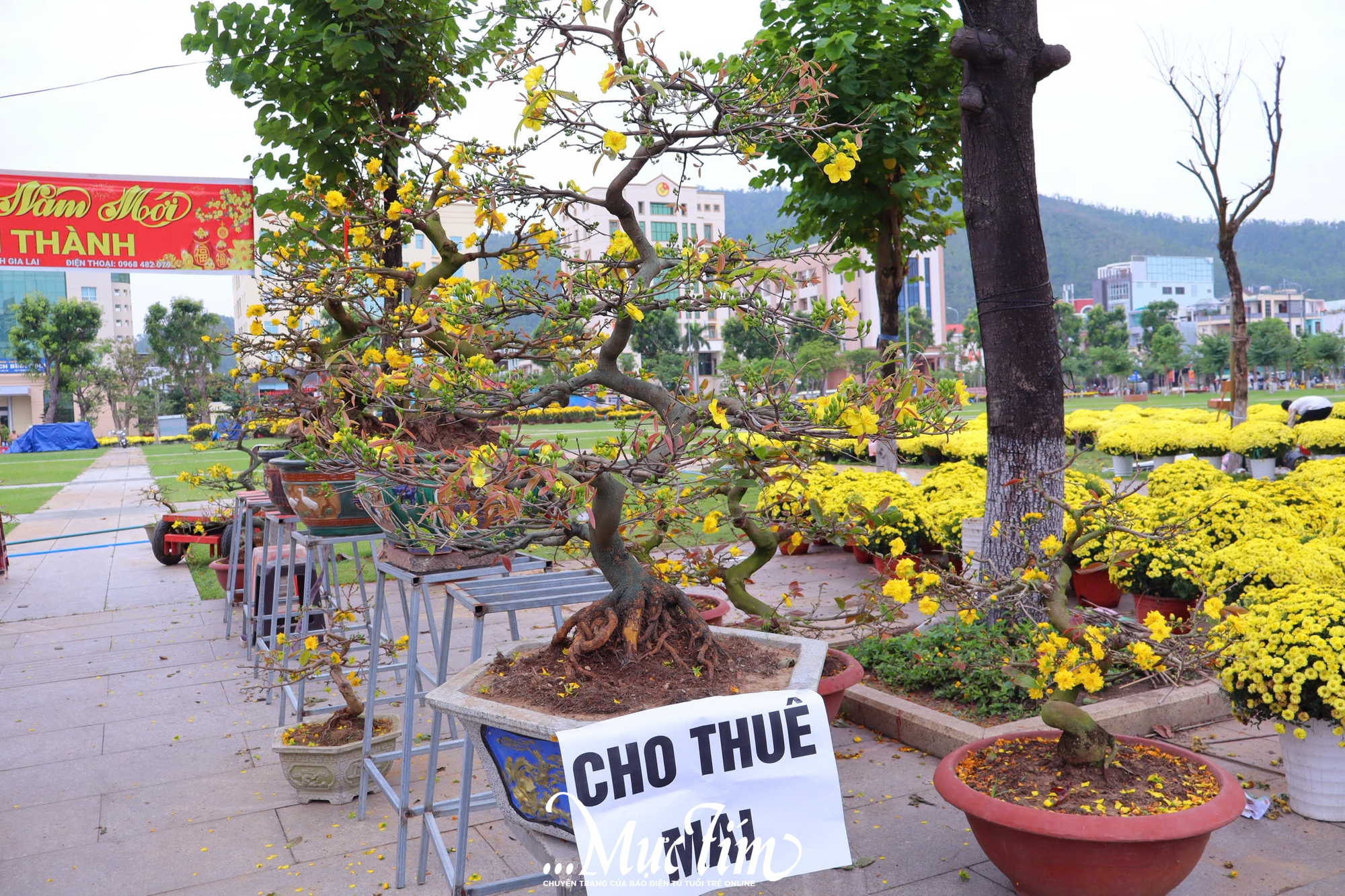 Dạo đường hoa Nguyễn Tất Thành (Gia Lai) ngày 29 Tết- Ảnh 28.