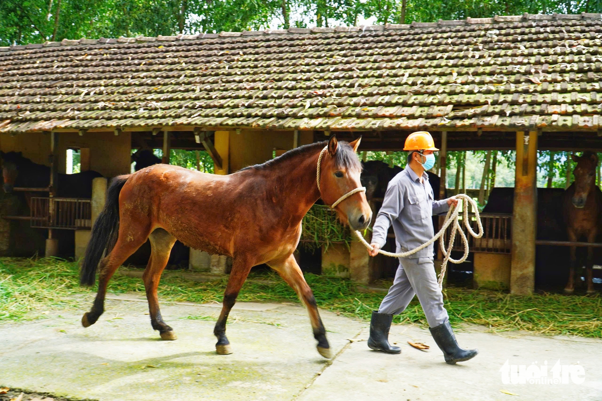 con ngựa - Ảnh 1.